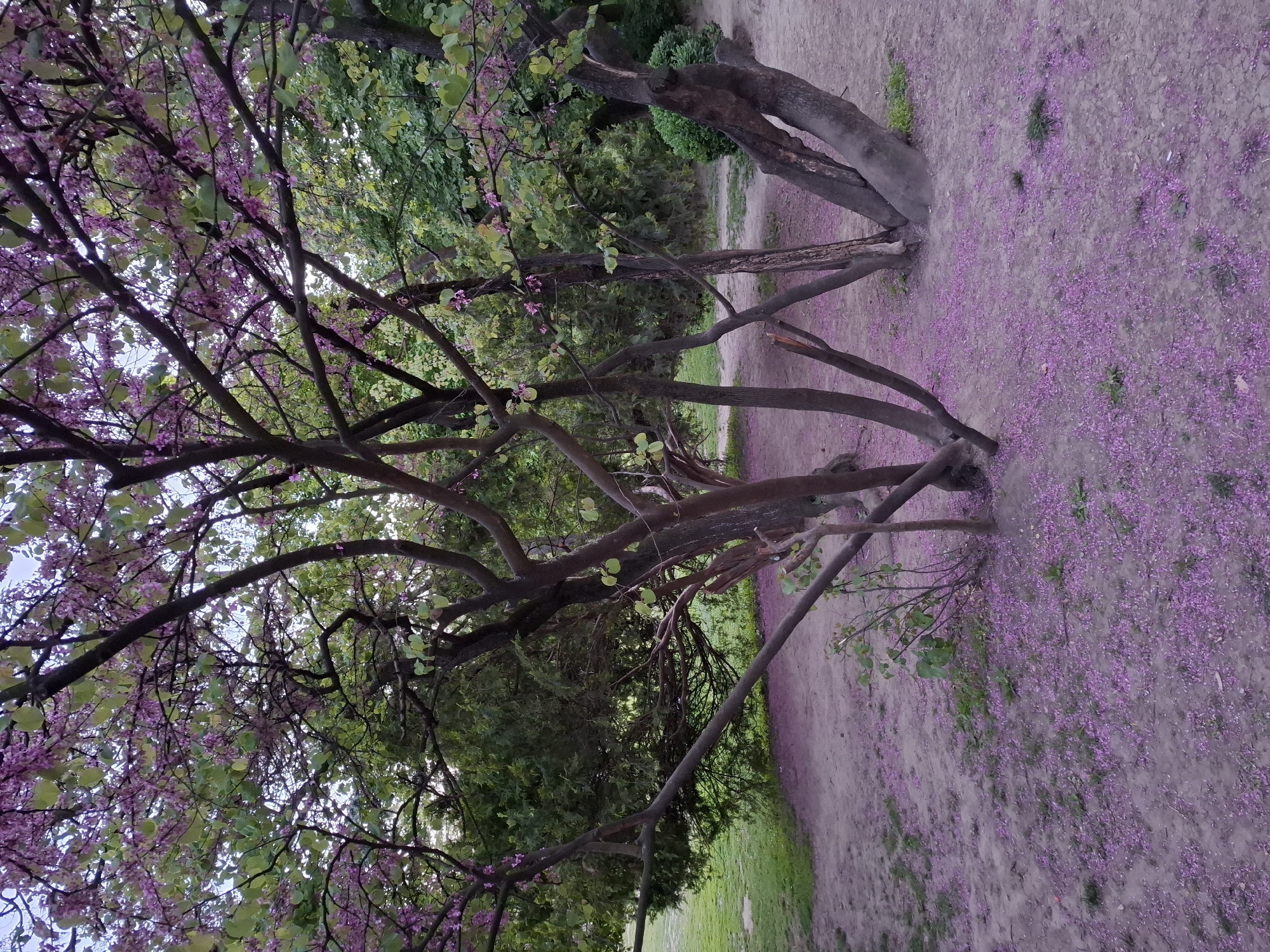 The image depicts a scene in Novi Sad, Serbia, characterized by trees with delicate pink blossoms. The ground is covered in a carpet of fallen pink petals, suggesting that the trees are in full bloom. Several trees, likely of the same species, are visible with branches that reach out in various directions. Some trees have foliage in shades of green, while others have only blossoms on their bare branches. The scene suggests a park or garden setting, with hints of grass and other greenery visible in the background. There is a path or open area covered with petals that appears to lead further into the scene. The lighting suggests the photo was taken during daylight hours, with soft or overcast conditions.