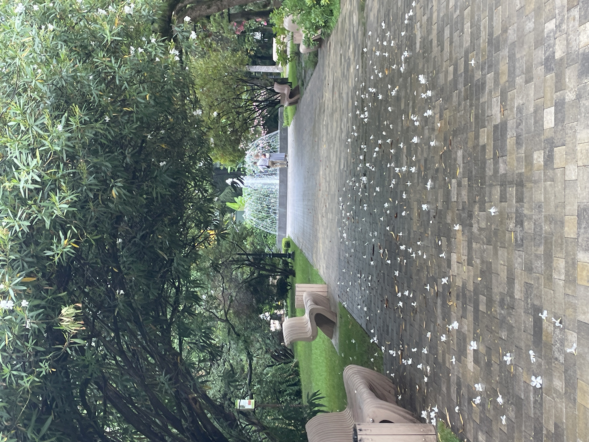 The image depicts a serene park scene, likely in Sochi, Russia, as suggested by the presence of lush greenery and a fountain characteristic of urban relaxation spaces. In the foreground, a paved walkway is scattered with fallen white flower petals, creating a delicate carpet. Modern, sculpted park benches made of light-colored material are placed on either side of the path, with one prominently featured in the left foreground and another further back. Beyond the walkway, a multi-tiered fountain with a statue at its apex is active, its water cascading and creating a misty atmosphere. Two individuals, a man and a woman, stand near the fountain, seemingly engaged in conversation. The park is richly planted with mature trees providing a canopy over parts of the walkway, and well-maintained green lawns. The overall impression is one of tranquility and natural beauty within an urban setting.