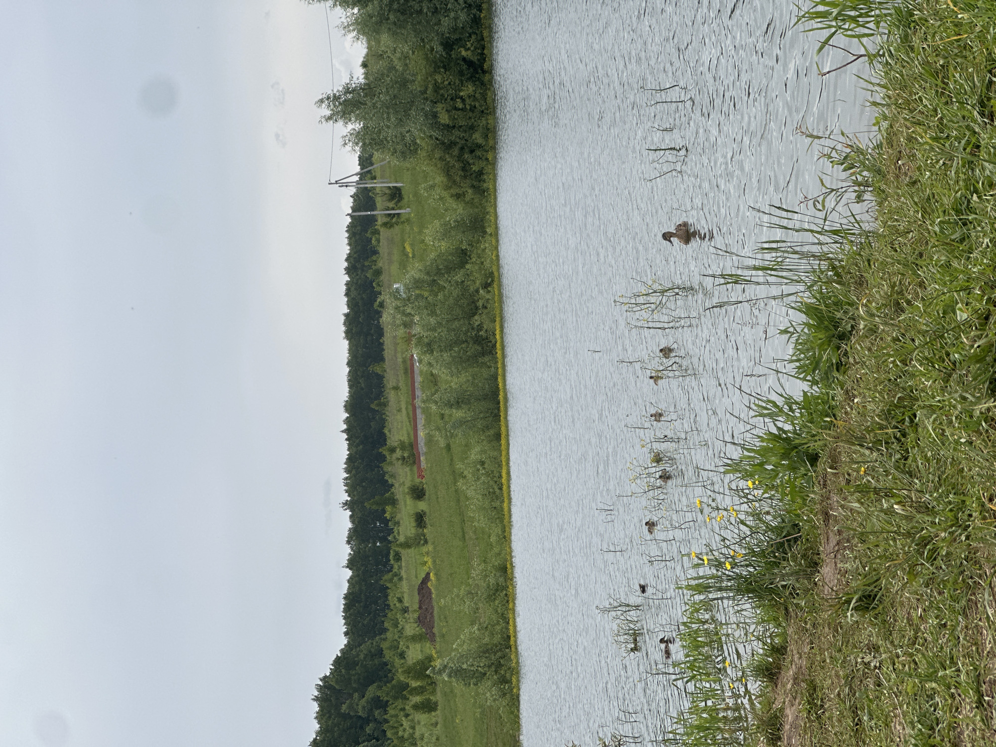 This image captures a serene, overcast daytime scene in Эстачи, Russia, focusing on a freshwater body and its surrounding landscape.
In the immediate foreground, a grassy bank with a visible dirt path slope dominates the bottom section, featuring various shades of green grass and several yellow wildflowers. Tall, thin reeds and grass extend from the bank into the water.
The midground is occupied by a calm, grey-blue lake or pond. Numerous ducks and ducklings are scattered across the water. On the far right, a brown-patterned adult duck swims towards the left. Several smaller ducklings, dark in color, are observed swimming individually and in small groups throughout the central and left portions of the water, occasionally partially obscured by sparse aquatic vegetation. Another adult duck is visible further left in the water.
Beyond the water, the background presents a rural landscape. A band of green trees and dense bushes lines the distant shore, with a continuous patch of yellow flowers at the waterline. Further back, a gently rolling green field stretches, featuring isolated small trees and bushes. Towards the left of the background, a prominent mound of dark brown earth is visible in the field. On the right, a structure with a reddish-brown, possibly tiled, roof is partially visible. Two rustic wooden power poles, connected by overhead lines, stand prominently in the mid-right background. The horizon is marked by a dense line of dark green deciduous trees, suggesting a forest or treeline.
The sky, occupying the upper third of the image, is uniformly light grey and overcast, with no visible sun. Faint circular smudges, indicative of lens or sensor imperfections, are present in the upper right quadrant of the sky.