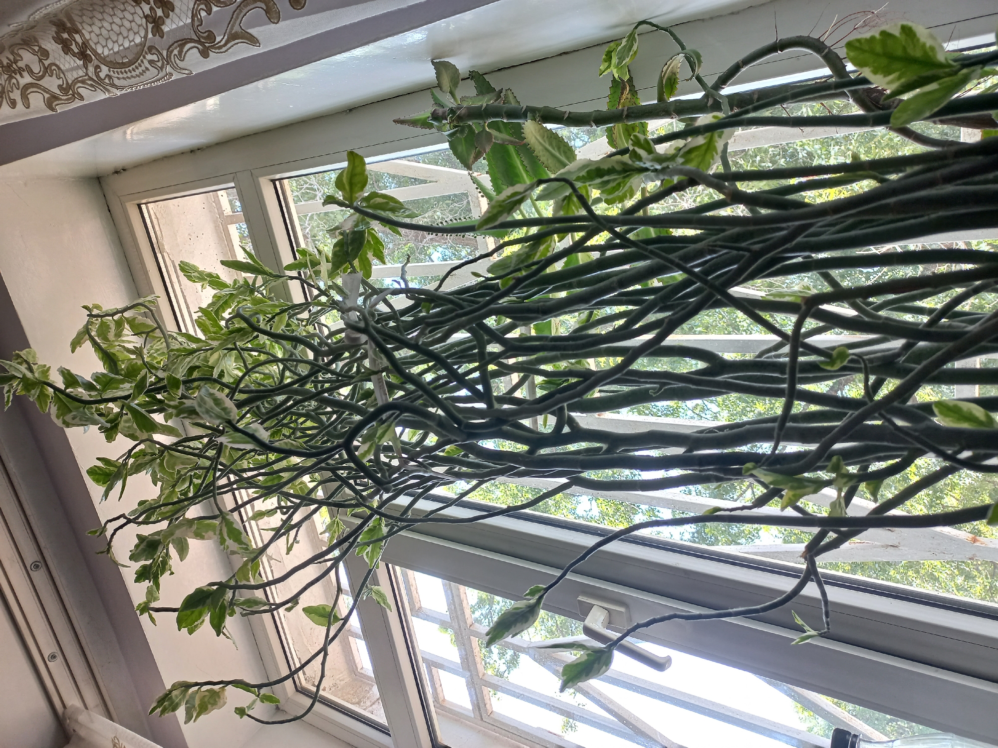 A tall, variegated plant with thick, dark green stems and smaller green and white leaves is positioned in front of a window. The plant is densely branched and occupies a significant portion of the frame, extending upwards towards the top of the window. The window itself is framed by white molding and appears to be part of an interior space. Outside the window, trees and foliage are visible through a window grill, suggesting an outdoor environment. A white curtain with an ornate pattern is partially visible on the right side of the frame, along with a white windowsill. The lighting suggests it is daytime. The scene depicts an indoor plant placed near a window, with a view of the outside.