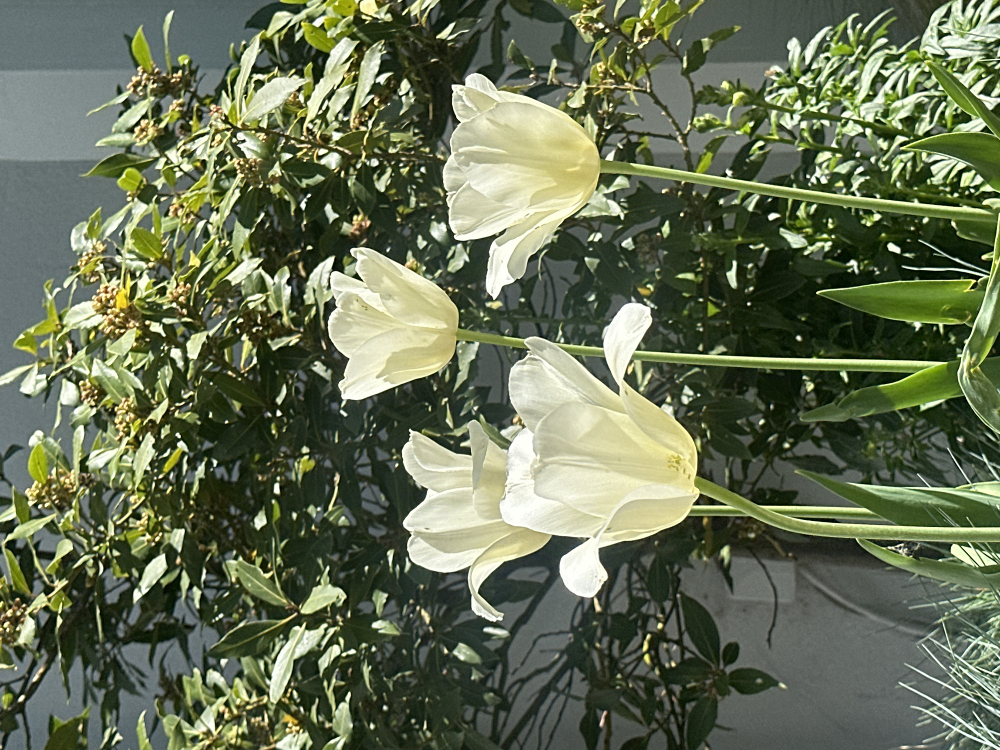This bright, close-up image showcases a cluster of white or very pale yellow tulips, oriented as if growing diagonally upwards from the bottom left to the top right of the frame, despite the overall landscape orientation of the photo. Four prominent tulip blooms are visible, their petals appearing soft and slightly translucent under the strong sunlight, with subtle shadows defining their delicate curves.
Behind the tulips, a dense canopy of dark green foliage forms the main background. This leafy plant, possibly a bay laurel, features numerous small, round, greenish-brown buds or berries scattered among its leaves. Strong sunlight illuminates the scene, casting distinct shadows through the foliage and onto a light-colored wall or building surface partially visible behind the greenery.
In the lower right corner and extending slightly into the foreground, a different plant with fine, spiky, grey-green leaves adds textural contrast to the composition. The overall setting appears to be an outdoor garden or planted area, captured during a sunny day, suggesting clear weather conditions. No people or visible text are present in the image. The scene is situated in London, United Kingdom.