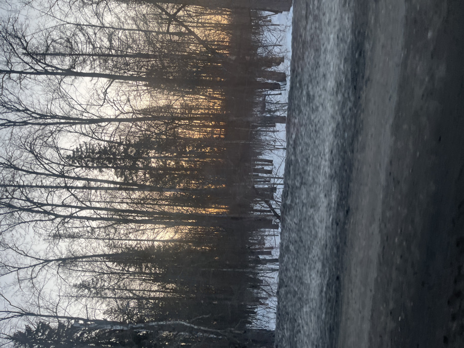 The image captures a winter landscape in Selychka, Russia. The foreground, occupying the bottom third of the frame, consists of a dark, uneven surface, likely a road or shoulder, covered in compacted dark gray and blackish slush, ice, and dirt. Immediately beyond this, the ground is covered in white snow, extending into a dense wooded area. The midground and background feature a forest composed primarily of bare deciduous trees with dark, slender trunks and branches, interspersed with several dark green coniferous trees. The trees are silhouetted against a twilight sky, which transitions from a pale gray-blue at the top to a warm orange-yellow glow visible through the lower branches, suggesting either sunset or sunrise. No people, animals, or specific actions are visible in the scene.