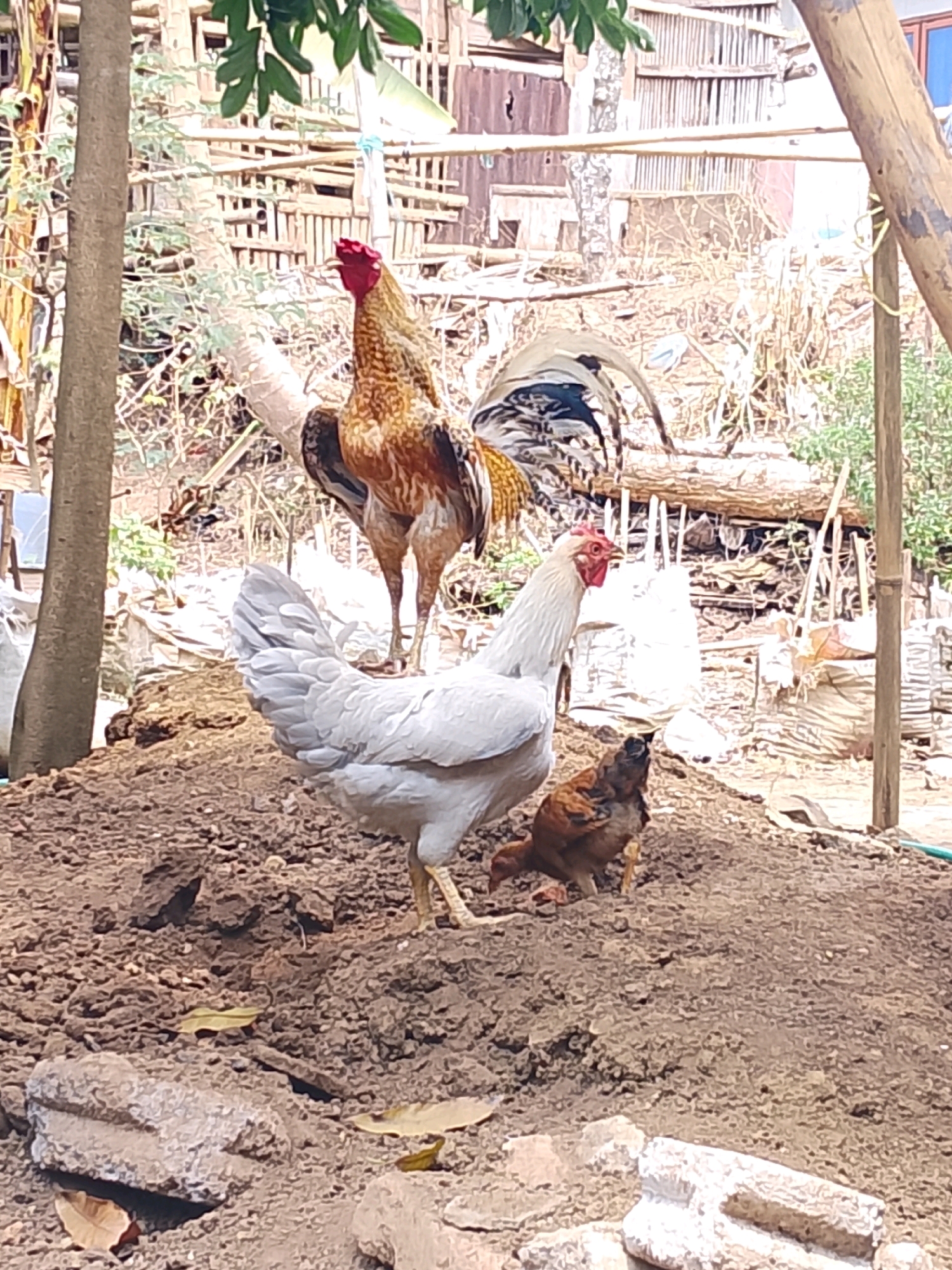 In an outdoor, rural setting, three chickens are gathered on a mound of dirt. In the background, a rooster with brown and gold plumage stands tall. In the foreground, a white hen is on the left, and a smaller, brown chicken is to her right. The environment appears to be a farm or backyard, with bamboo fencing, wooden structures, and greenery visible. The lighting suggests it is daytime.