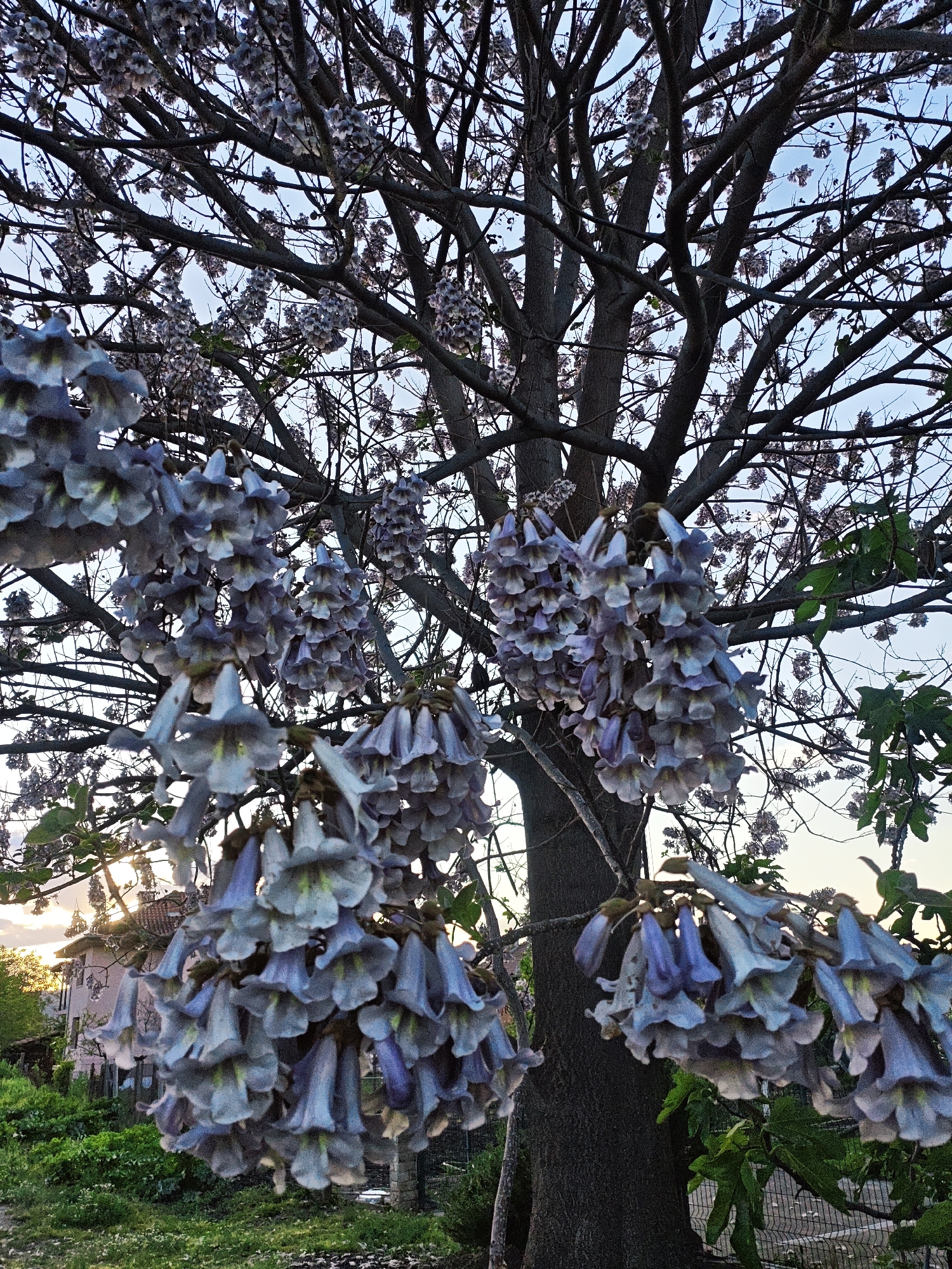 The image captures a vibrant flowering tree from a low-angle perspective, looking upwards towards its branches and the sky. The primary subject is a large tree, likely a Paulownia (Empress Tree), laden with abundant clusters of bell-shaped, purplish-blue flowers that dominate the foreground and mid-ground. The individual flowers have a delicate, slightly wavy rim and a pale, yellowish-green throat. Many flower clusters hang downwards, creating a dense canopy of blooms.
The tree's sturdy, dark brown trunk is visible on the right, with numerous bare branches extending across the frame against a clear, light blue sky. Some smaller, budding flowers are also visible higher up on the branches. The light, particularly on the left side, suggests late afternoon or early evening, with a warm, golden glow hinting at a sunset or sunrise filtering through the foliage.
In the background, on the lower left, a portion of a building with a terracotta-tiled roof and light-colored walls is visible, bathed in the soft, warm light. Below the tree, lush green vegetation, including bushes and grass, fills the lower part of the frame, and a wire fence can be seen faintly on the right, suggesting a garden or residential setting. No human activity or visible text is present in the image. The overall scene evokes a sense of natural beauty and tranquility during twilight hours.