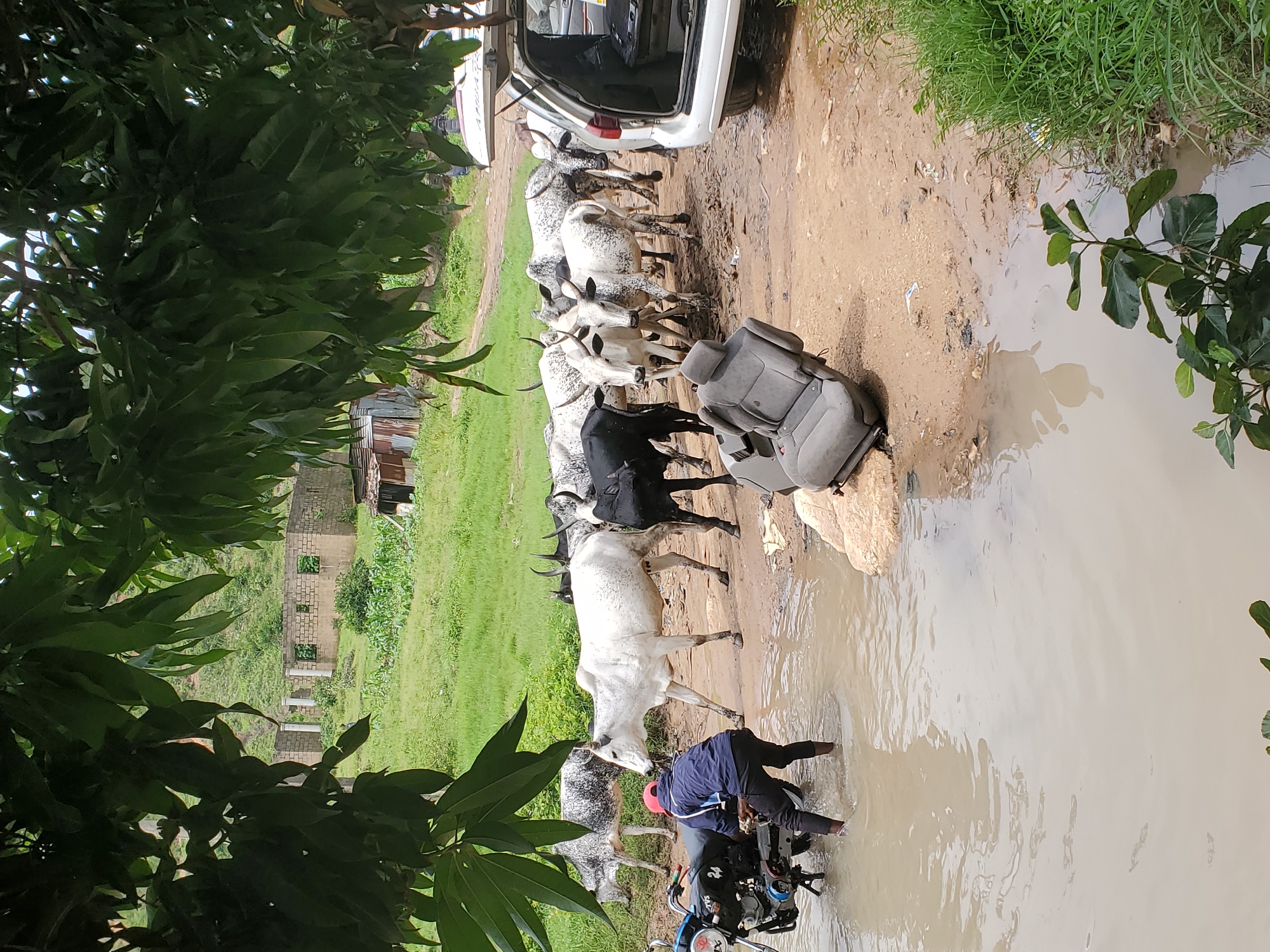 A herd of cattle, predominantly white with dark speckles and some solid black, are gathered near a muddy road and a shallow body of water. A person wearing a red cap and a dark jacket is standing in the water, interacting with a motorcycle. In the background, there are partially constructed brick buildings, green vegetation, and a white SUV with its rear hatch open, revealing some contents inside. A car seat is placed on the ground near the water's edge. The scene appears to be outdoors in a rural or semi-rural area.