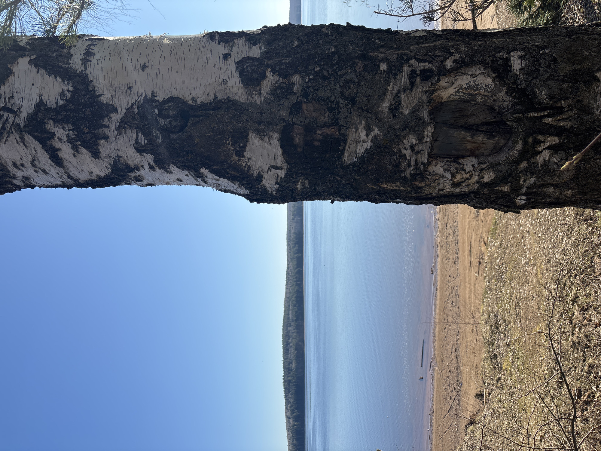 A wide landscape photograph, taken in Chaikovsky, Russia, is dominated by a large birch tree trunk stretching horizontally across the upper portion of the frame. The trunk displays the distinctive white and dark, peeling bark of a birch, with a rough, textured surface. A prominent dark knot or cut mark is visible on the right side of the trunk.
Below the tree, a calm, expansive body of water, likely a river or lake, extends into the distance under a clear, bright blue sky. The water's surface shows subtle ripples, reflecting the sunlight. A dark, dense line of forest marks the far shoreline. The near shore, visible on the right and bottom, is a sandy or earthy bank, with some sparse, bare branches and dried leaves.
The scene is set on a clear, sunny day, likely morning or early afternoon, given the strong, direct light. The overall atmosphere is tranquil and natural. No people or human activity are visible, and there is no discernible text in the image.