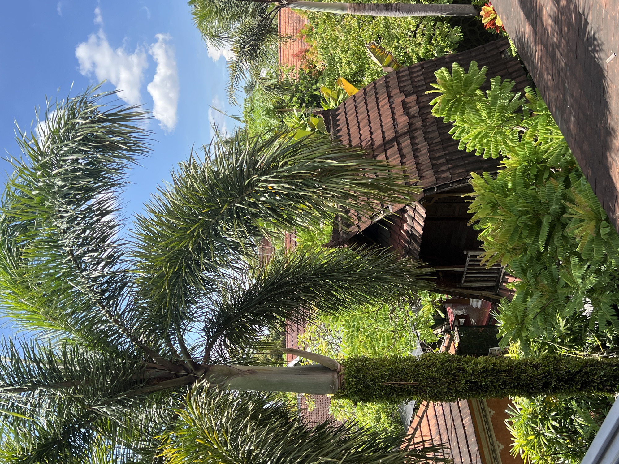 This image captures a vibrant and lush tropical scene, likely in North Kuta, Indonesia, showcasing dense foliage and traditional architecture under a clear blue sky.
The scene is dominated by a variety of green plants and trees, creating a feeling of being immersed in nature. In the foreground, a large palm tree with broad, spiky green fronds frames the left side of the image, its stout trunk partially covered in bright green, moss-like or vine-like growth. Other palm fronds are visible across the top and right, suggesting several palms are in the vicinity.
Through the verdant canopy, several traditional buildings with dark reddish-brown tiled roofs are visible. These roofs feature a characteristic pattern of overlapping tiles, indicative of local architecture. One building, positioned centrally in the midground, has visible wooden structures and appears nestled among the trees. The overall setting resembles a tropical resort or a residential area with extensive landscaping.
The sky above is a brilliant blue, with a few scattered white cumulus clouds, indicating a bright and sunny daytime. The clear lighting highlights the textures of the foliage and the roofs. A wooden walkway or balcony can be seen along the far right edge, suggesting an elevated viewpoint for the shot. No people are visible, and there is no discernible text. The image conveys a sense of peacefulness and natural beauty in a warm, tropical climate.