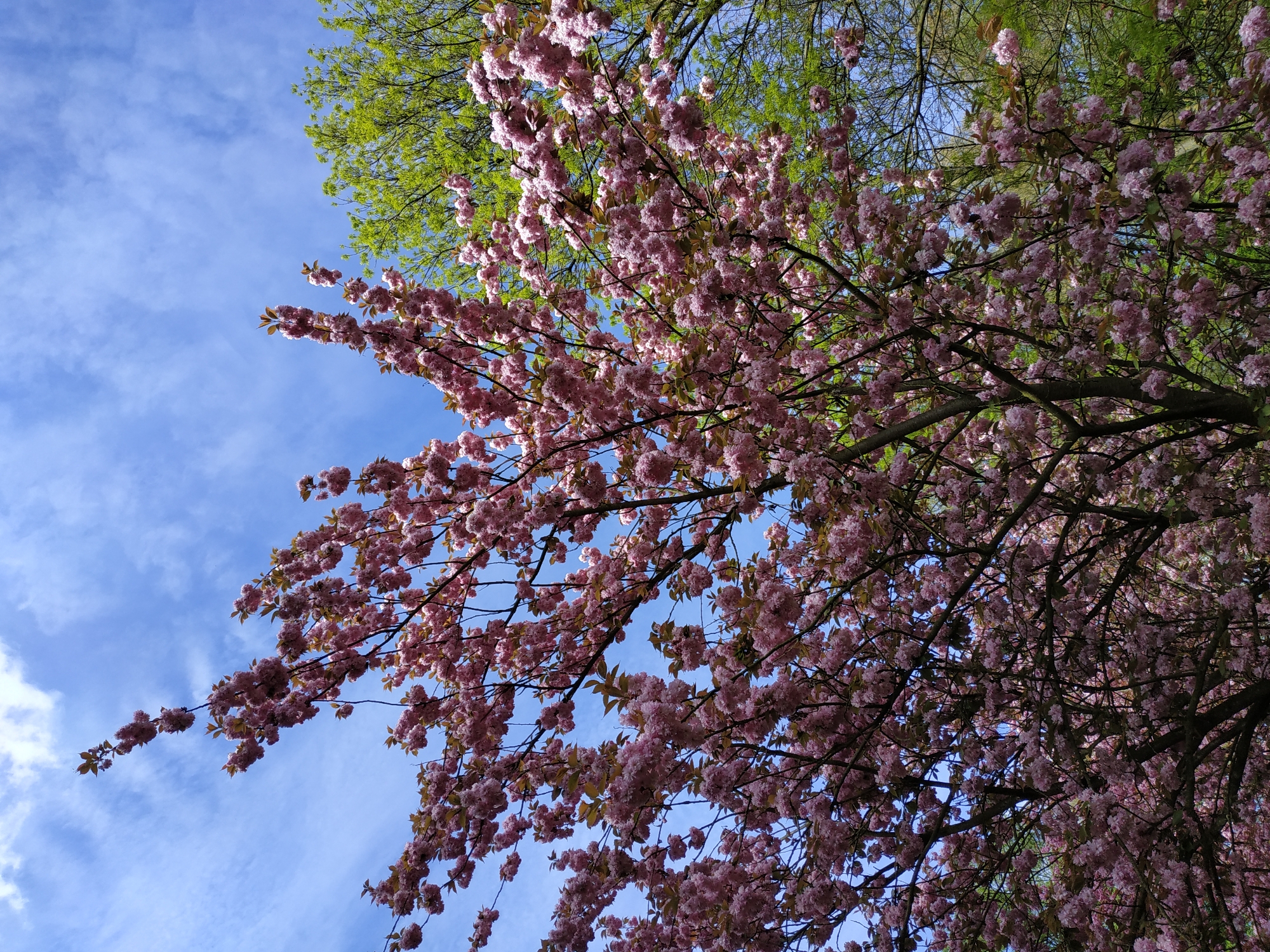 The image presents a low-angle view into the canopy of a flowering tree, likely a cherry blossom, with branches full of pink blossoms against a blue sky with scattered clouds. Some green foliage from a neighboring tree is visible in the top portion of the frame. The location is Dortmund, Germany. No people or actions are visible in the image.