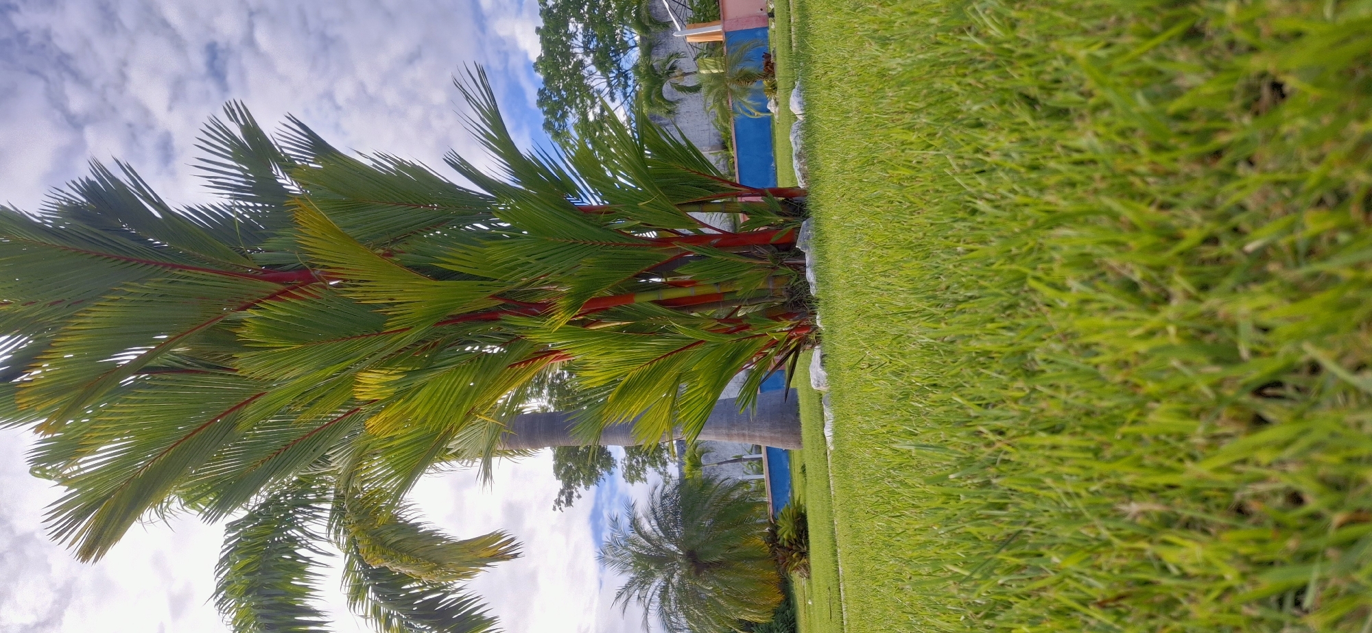 In Vallecito, Venezuela, a low-angle shot captures a vibrant green lawn leading to a cluster of Red Sealing Wax palms. Their striking red stems and bright green fronds dominate the mid-ground, contrasted against a backdrop of a tall, gray palm tree trunk and a blue wall. Beyond the wall, a line of trees forms a natural horizon under a sky filled with soft, white clouds. The scene is serene and bathed in natural light, suggesting an outdoor setting, possibly a park or well-maintained garden. No people are present.