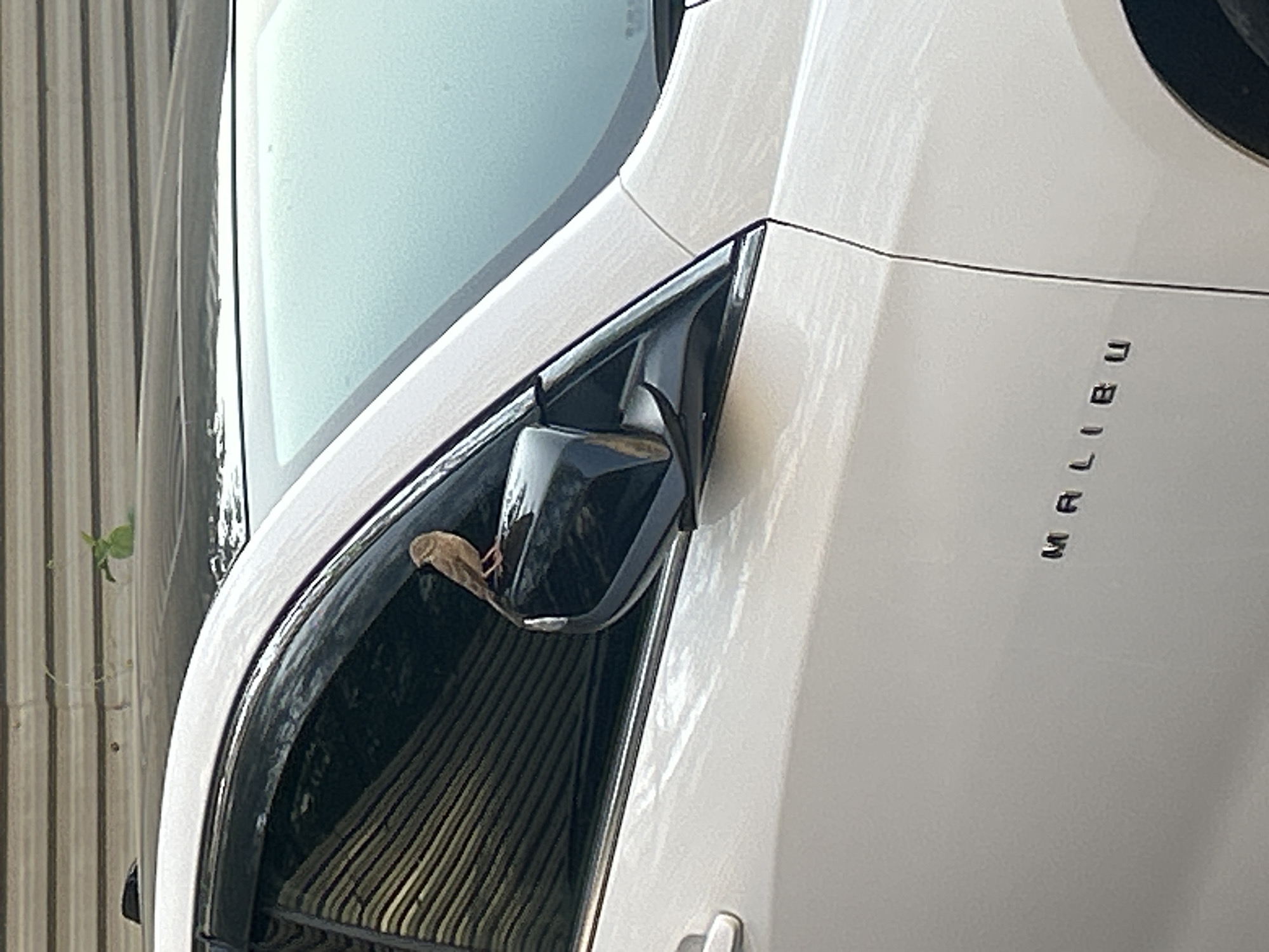 A small brown bird is perched on the black housing of the side mirror of a white Chevrolet Malibu car. The car is parked in an outdoor setting, likely a parking lot, with a corrugated metal wall in the background. The car's window is partially open, and a dark plastic rain guard is installed above it. The scene is illuminated by daylight.