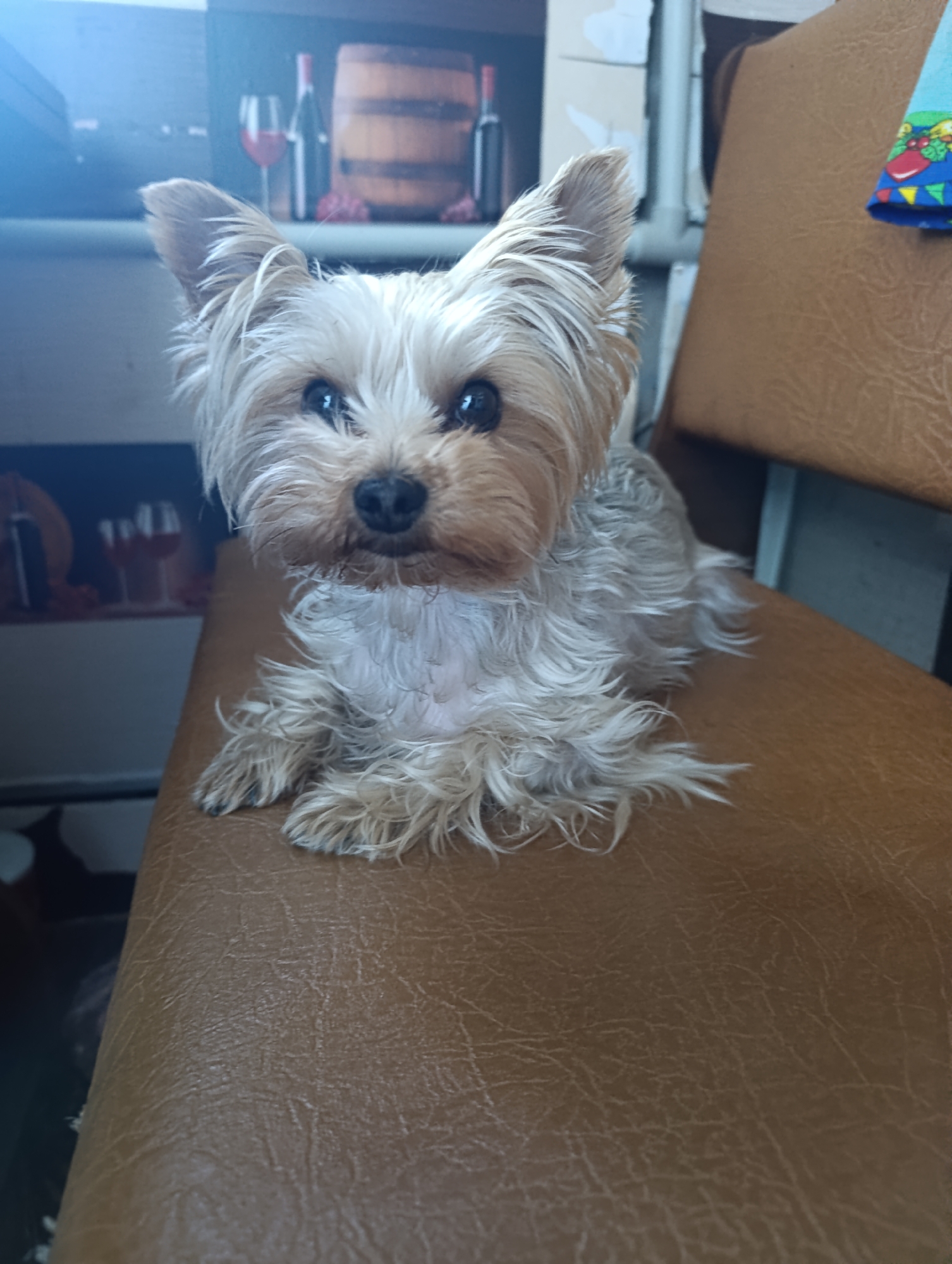 A small Yorkshire Terrier dog with shaggy, light brown and white fur is sitting on a brown leather chair. The dog is facing the camera with its ears perked up and its dark eyes looking forward. The background is out of focus and appears to be a room with some framed pictures on the wall, one of which shows a wine bottle and glass. A blue fabric with a colorful pattern is visible on the right side of the chair.