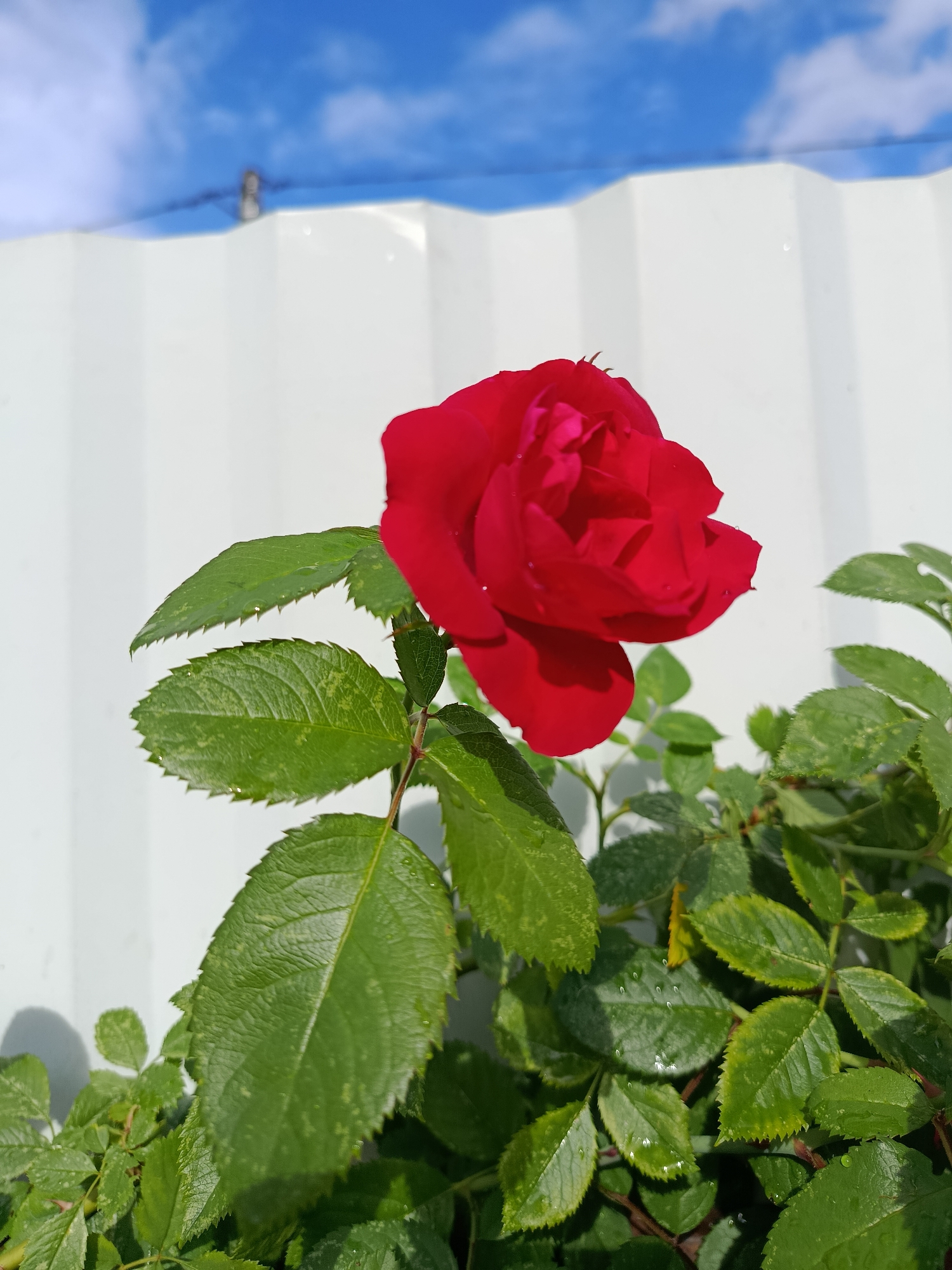 In a close-up shot, a vibrant red rose bloom is the central focus against a backdrop of a white corrugated fence and a bright blue sky with scattered clouds. The rose, with its velvety petals, appears to have water droplets on its surface, suggesting recent rain or watering. Lush green rose leaves, some with serrated edges, surround the bloom, also glistening with moisture. The overall scene depicts a garden or outdoor setting, likely in the city of Verеya, Russia, on a clear day.