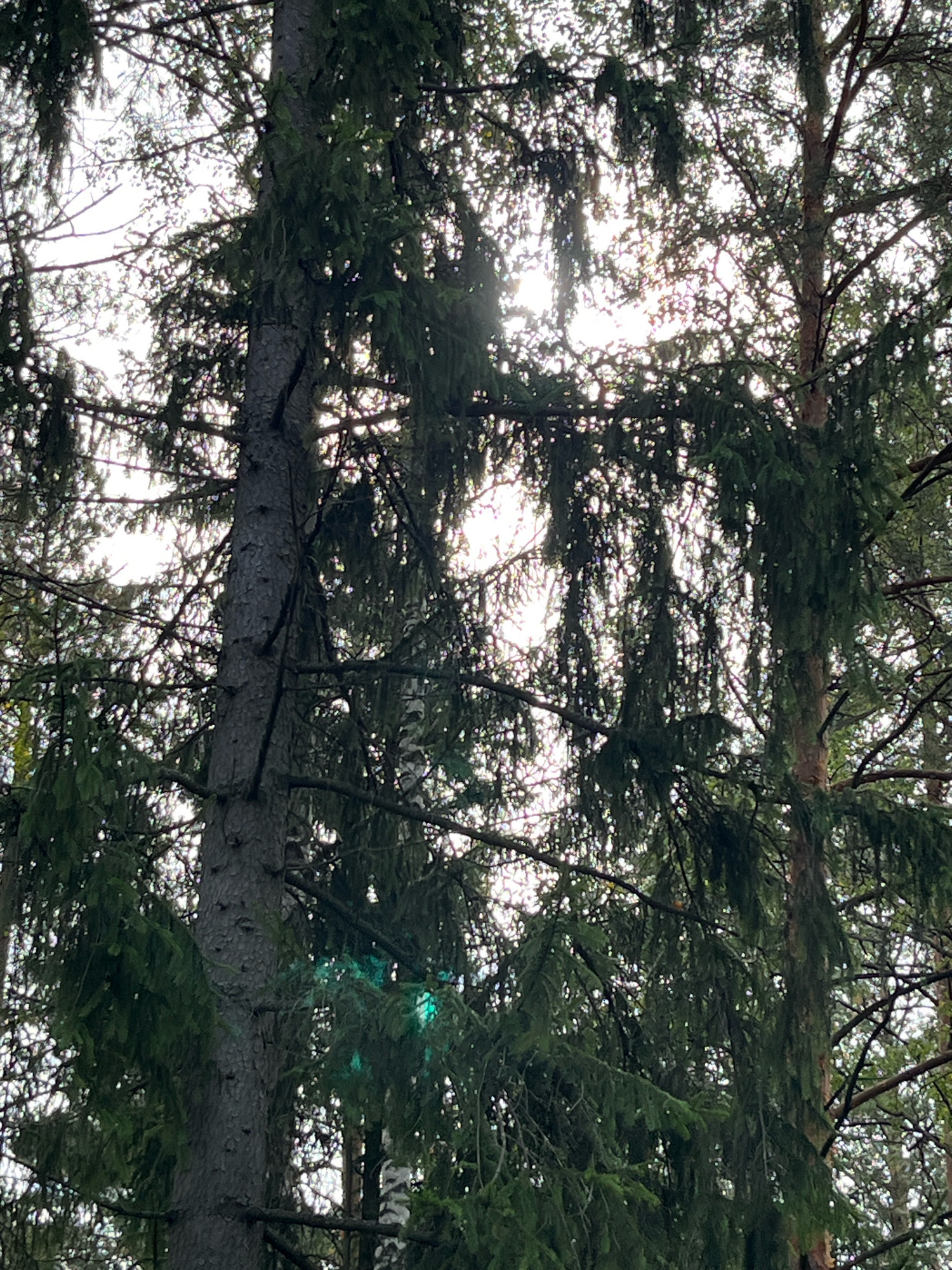 The image shows a dense forest canopy of evergreen trees, likely pine or spruce, with sunlight filtering through the branches. The perspective is looking upwards, with the sky partially visible through the foliage. The trees are tall and their branches are covered in dark green needles. Some branches hang down, creating a layered effect. The overall impression is one of a natural, undisturbed forest environment. The image does not contain any people or specific landmarks that would indicate a location within the city of Arfa, Russia, or any other city.