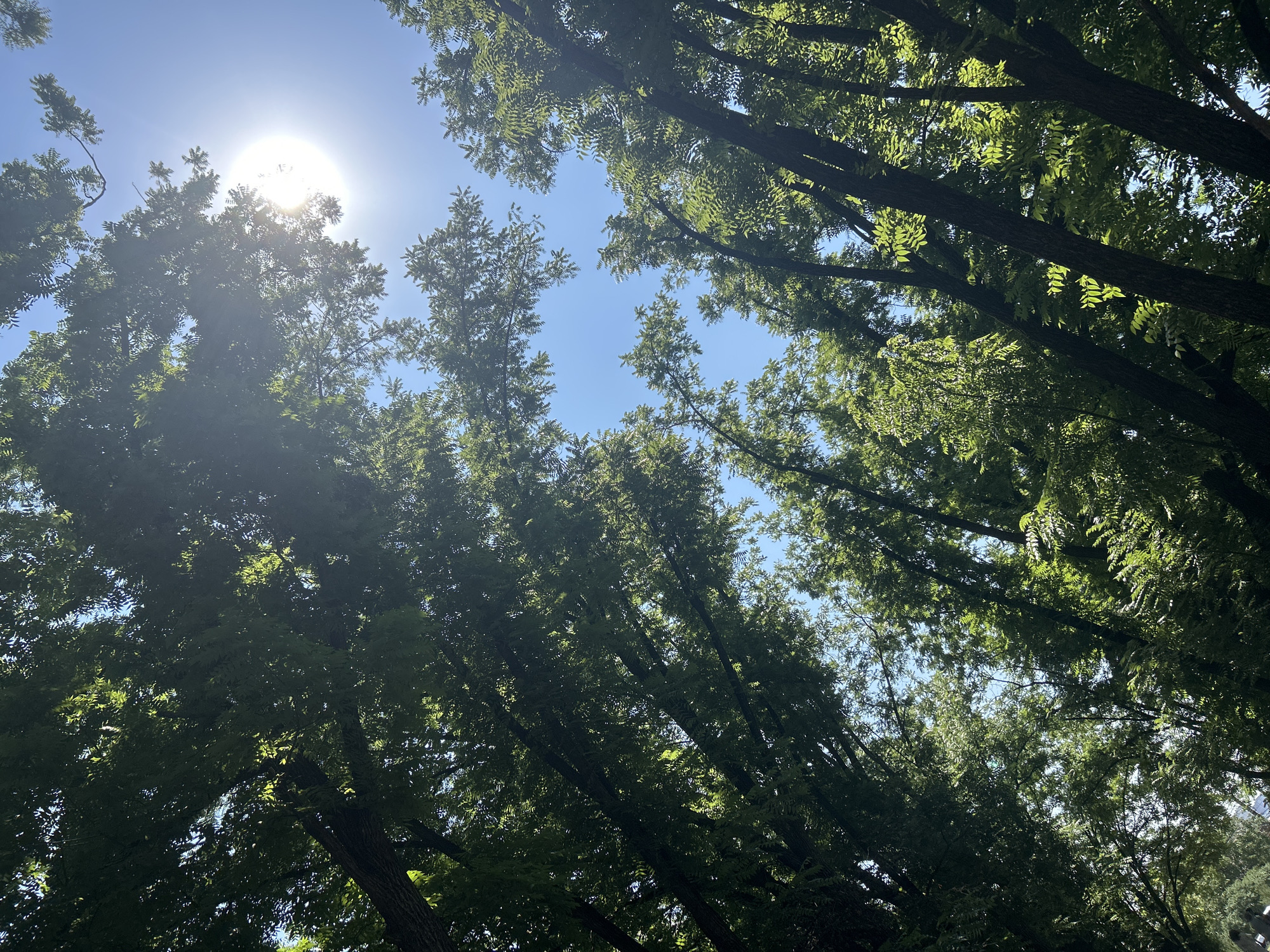 The image shows a low-angle view looking up through the dense canopy of tall trees. Sunlight streams through the leaves, creating bright spots and dappled light. The sky is a clear, bright blue. The scene appears to be an outdoor, natural setting, likely a park or forest, and it is impossible to determine the specific location within Krasnodar, Russia based on the visual information provided. There are no people, identifiable objects, or actions depicted in the image.
