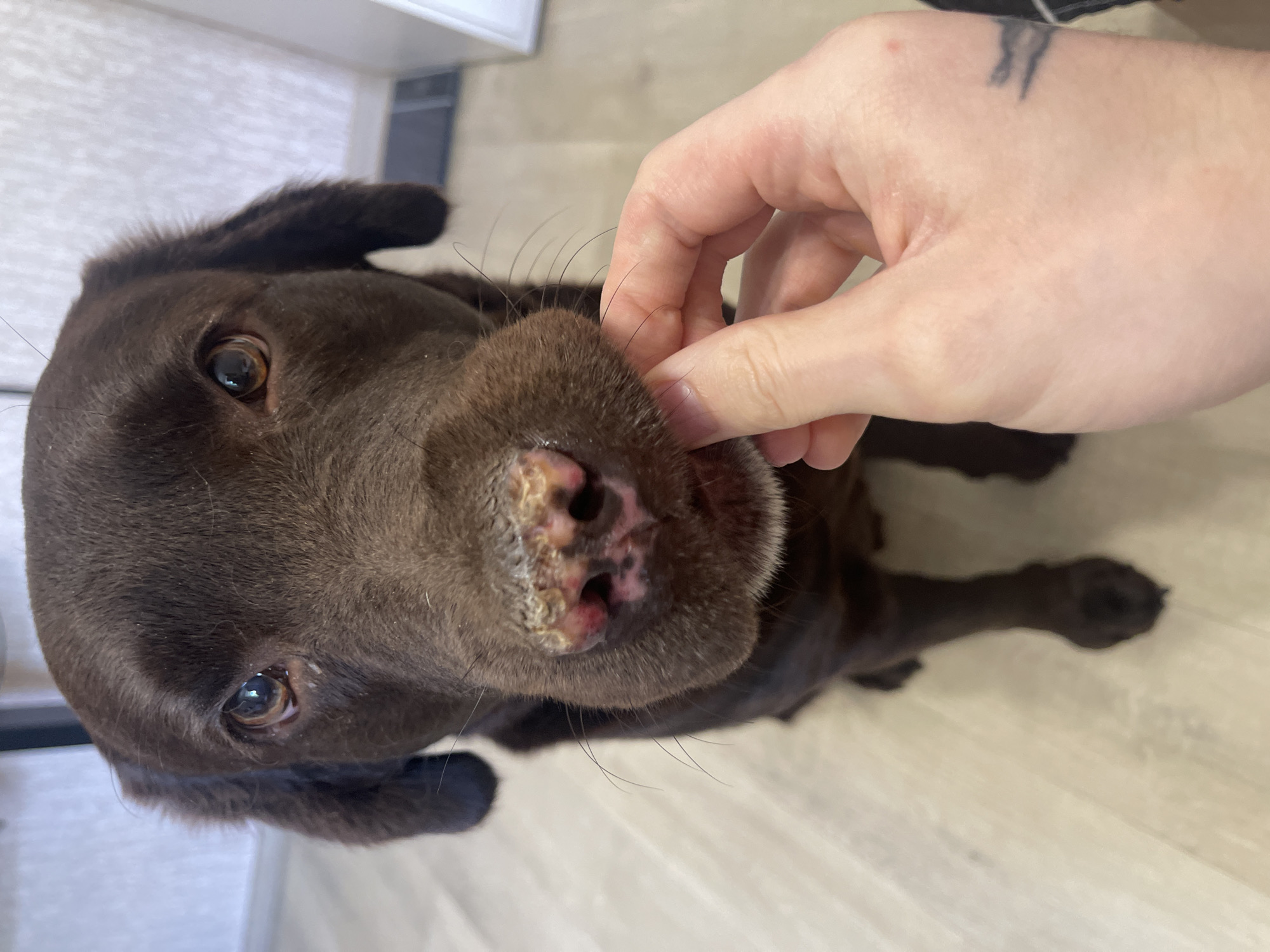 A close-up, high-angle shot shows a brown Labrador dog's face as a person's hand offers it a treat. The dog's snout is prominently displayed, showing some discoloration and crusting around the nostrils, and its eyes are looking directly at the treat. The dog is sitting on a light-colored, wood-plank floor. In the background, out of focus, is a portion of a white wall and a dark vertical object, possibly furniture or a doorway. The setting appears to be indoors, in a domestic environment. There are no recognizable landmarks or indicators that place this image specifically in Mykolaiv, Ukraine.