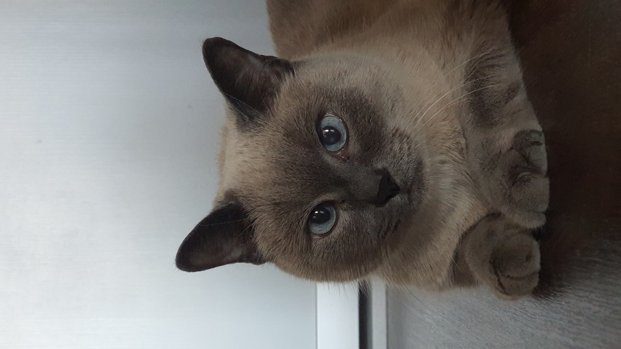 A close-up, vertical, eye-level shot shows a domestic cat with light brown fur and blue eyes, resting on a dark brown wooden surface. The cat is facing forward, with its paws crossed in front of it. The background is a plain, light gray wall. The cat's head is slightly tilted, and it appears to be looking directly at the camera. The lighting is soft and diffused, creating a gentle mood. The image is in focus, with sharp details on the cat's fur and eyes. The overall impression is one of calmness and serenity. There is no information about the location in Krasnoyarsk, Russia in the image.