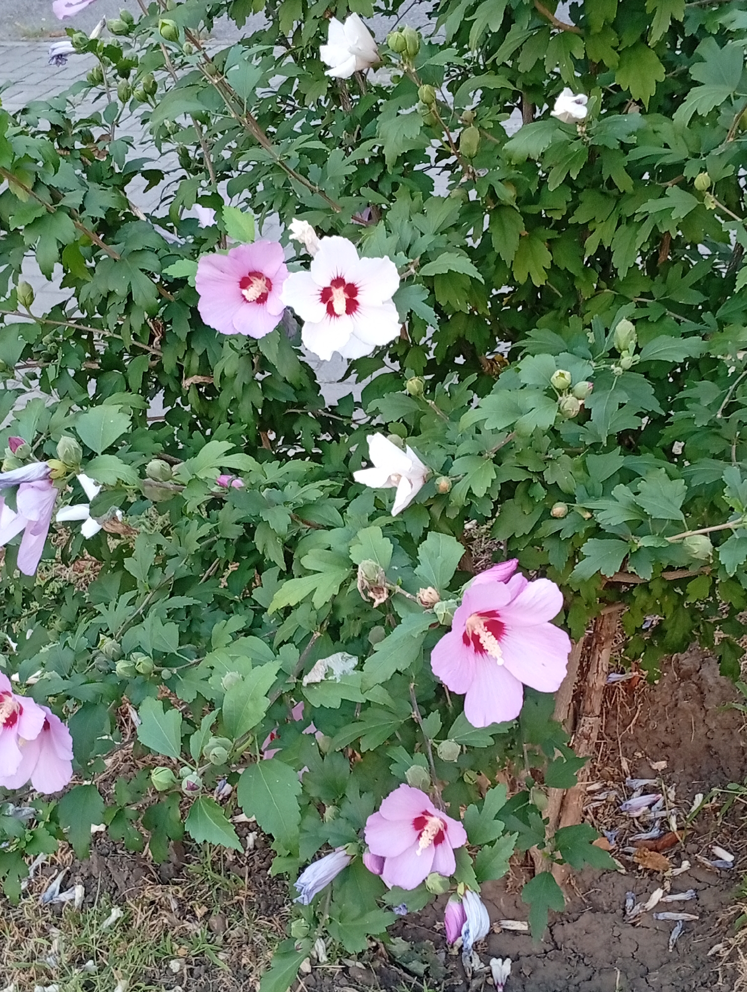 The image shows a close-up of a flowering bush with several pink and white hibiscus flowers in bloom. Some flowers are fully open, while others are still buds. The bush has lush green leaves and is growing outdoors in what appears to be an urban environment, possibly a park or garden in the city of Pokrov, Ukraine, given the context of the prompt. The ground beneath the bush is covered in dry leaves, grass, and soil.