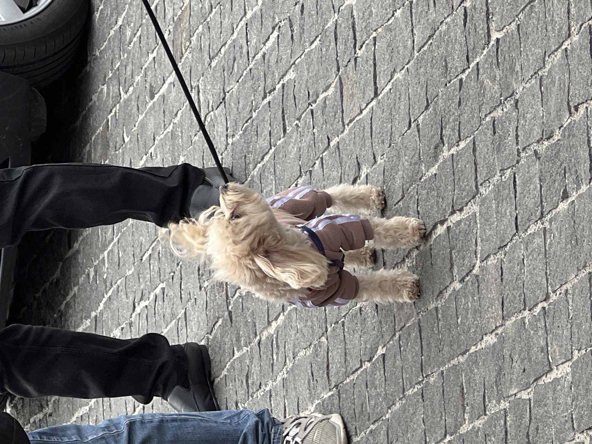A dog, leashed and wearing a brown coat with light-colored stripes, lies on a grey cobblestone surface. Partial views of two people's legs are visible; one wears black pants and black shoes, while the other wears blue jeans and grey sneakers. A black car tire is visible on the top left of the image. The location is possibly Velyki Hai, Ukraine, based on the prompt.