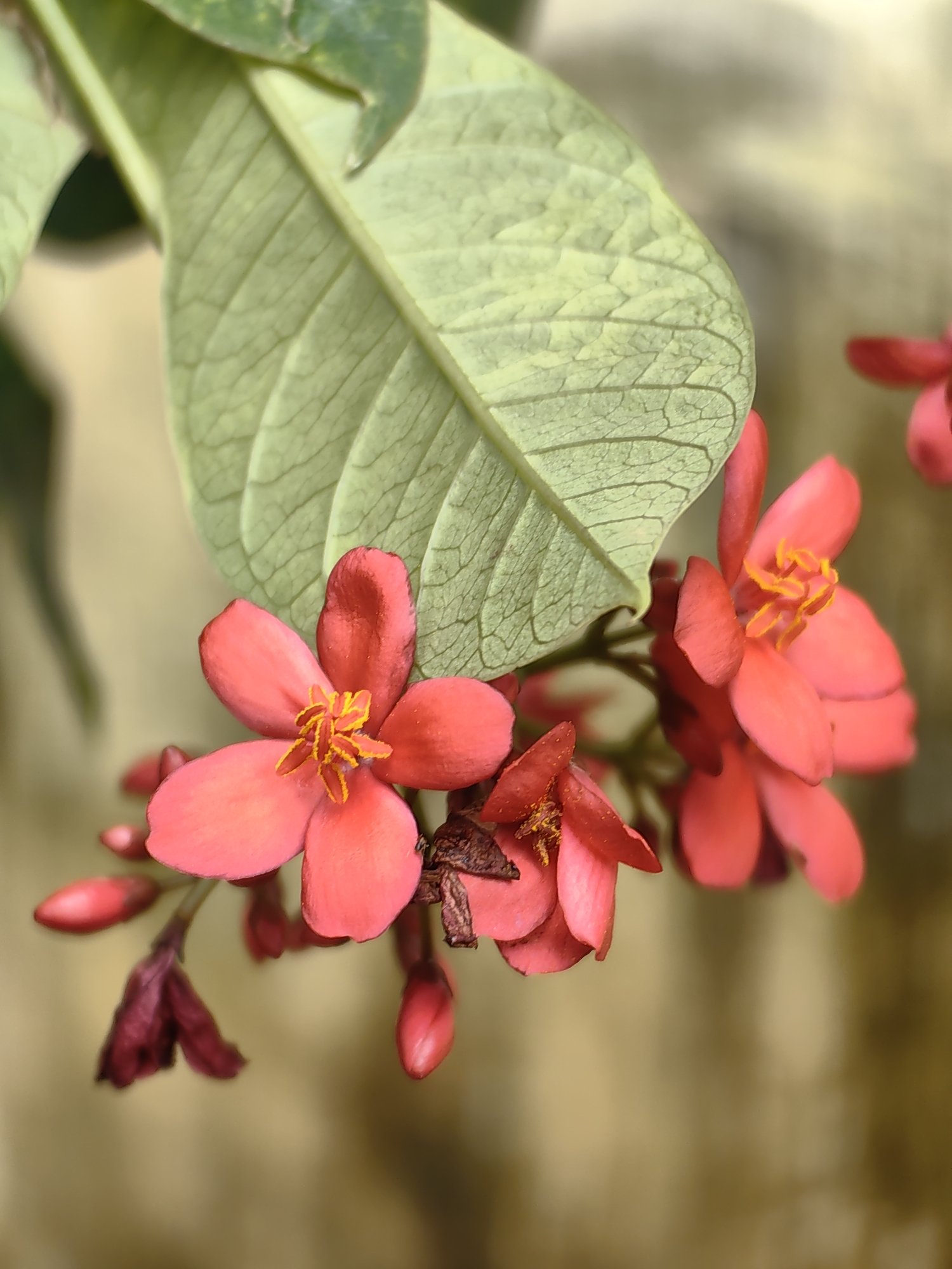 A close-up, portrait orientation shot features a cluster of small, coral-pink flowers with yellow stamens, set against a soft, out-of-focus background of muted yellow and brown. A large, light green leaf with prominent veins hangs from the upper left, partially obscuring some of the flowers. Several flower buds, ranging from vibrant pink to deep burgundy, are visible among the blooms. The flowers and buds are arranged on thin, brown stems. The overall lighting is soft, and the focus is sharp on the flowers and leaf in the foreground, while the background is blurred. The scene suggests an outdoor environment, likely a garden or natural setting.