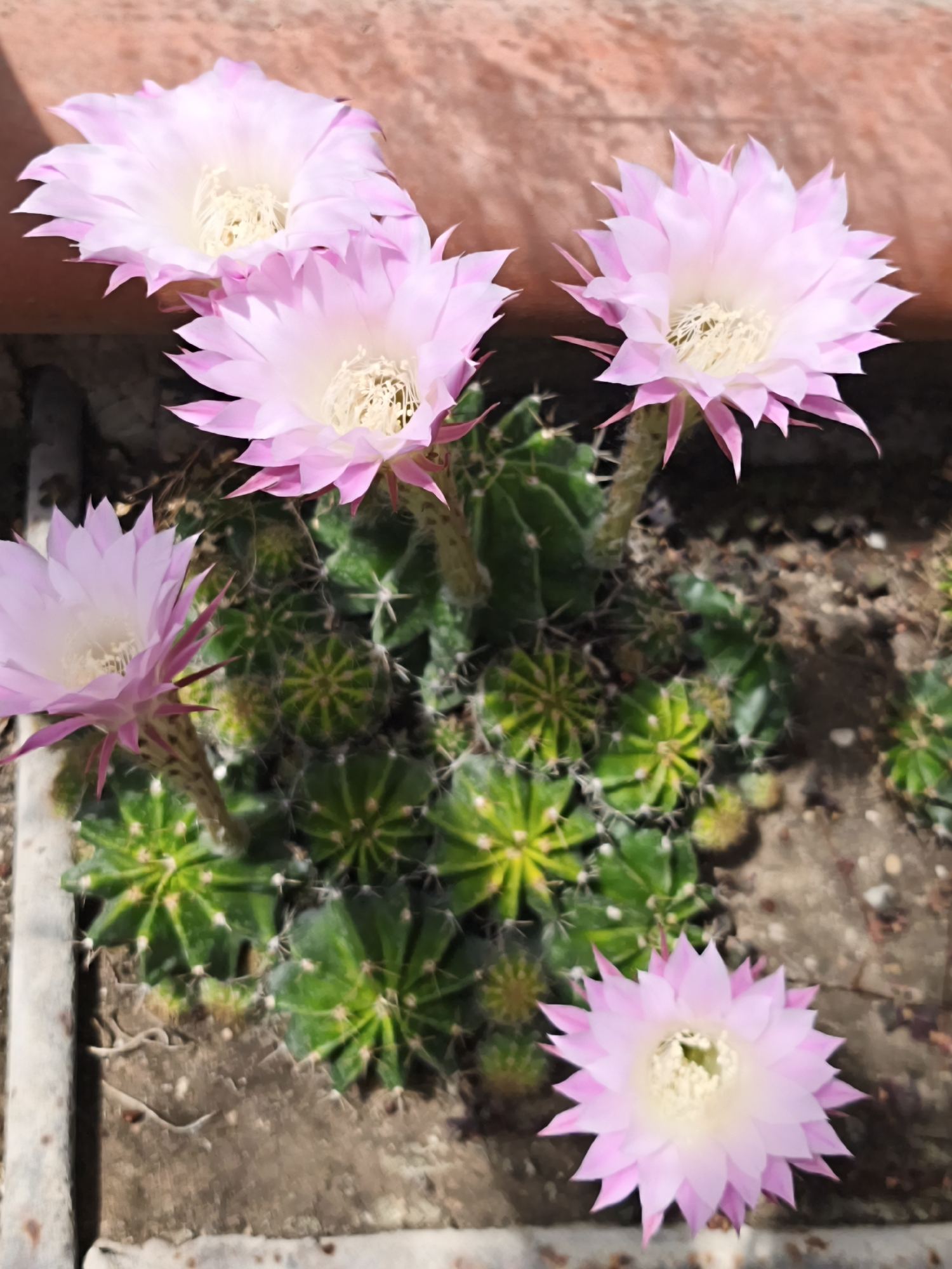 This image, captured in Терновский округ, Ukraine, depicts a close-up, elevated view of a planter containing numerous flowering cacti. Five prominent blooms are visible: four in the upper half of the frame and one centered at the bottom. Each flower exhibits multiple layered petals, transitioning from a light pink hue at the outer edges to a pale white core, revealing a dense cluster of cream-colored stamens. Beneath and between the flowering stems, a cluster of numerous small, green, ribbed cacti with visible white spines is present. The cacti are rooted in light brown soil within a rectangular or square planter, with a light-colored, rough-textured rim visible along the bottom and left perimeter of the frame. The background consists of a reddish-brown, textured surface, possibly a wall or another container, behind the upper flowers.