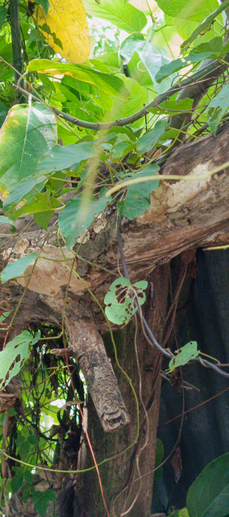 This is a close-up, medium-angle shot of tree branches and foliage in Pashiebeutong, Indonesia. A thick, textured tree branch, likely dead, runs horizontally across the upper portion of the frame, supported by a vertical tree trunk to its right. Several green leaves, some with holes, are attached to thinner vines and branches that intertwine with the larger woody structures. A single yellow leaf is visible at the top left, contrasting with the dominant green hues. The background is a dark, out-of-focus area, suggesting a dense environment or shadow. No people or specific actions are depicted. The scene appears to be an outdoor natural setting.