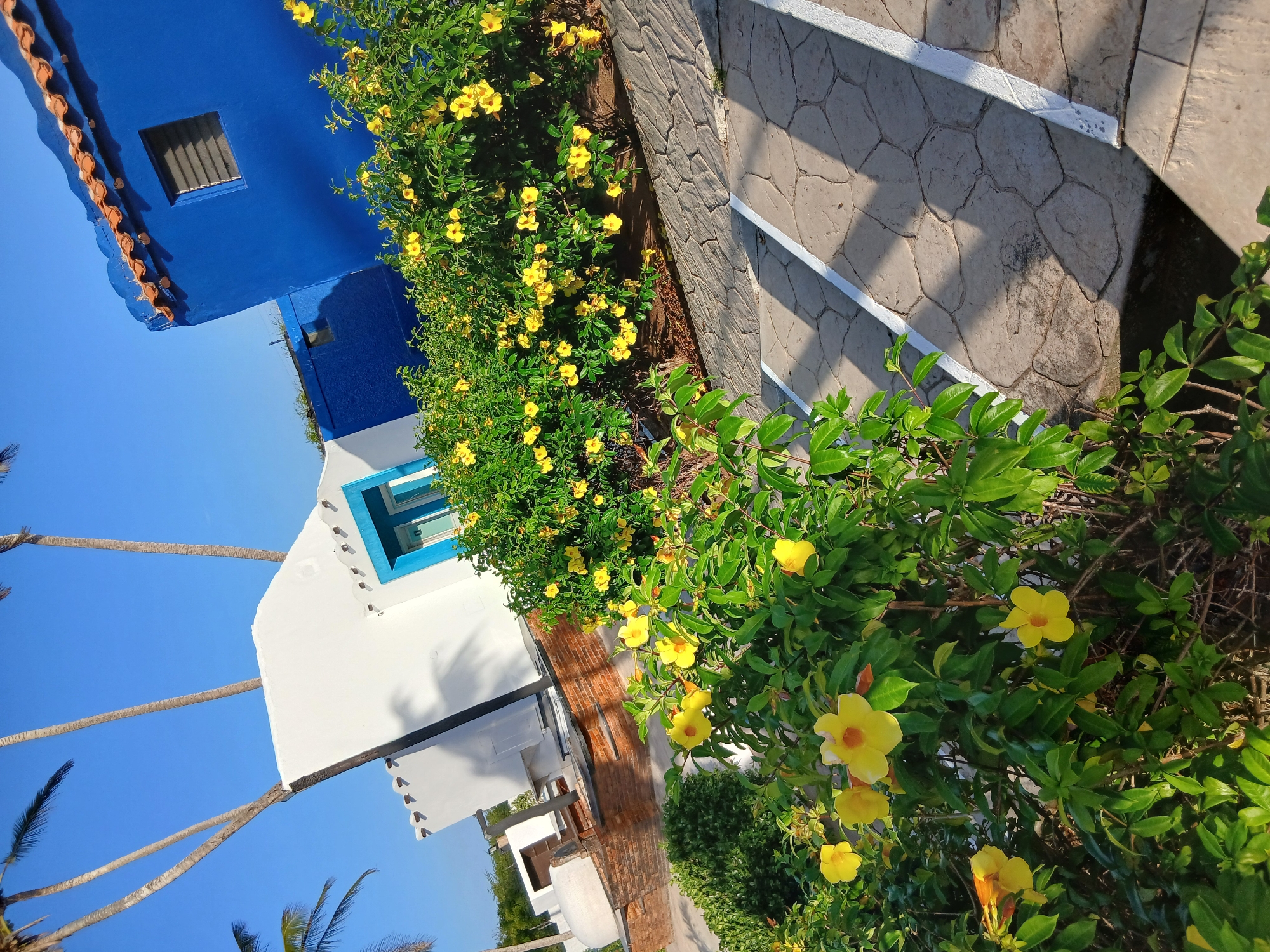 This image captures a vibrant, sun-drenched outdoor scene, likely a resort or a residential area, in Playa El Agua, Venezuela. The setting features a striking blend of colorful architecture and lush tropical vegetation under a clear, bright blue sky.
In the upper left of the frame, a distinct royal blue building stands out, topped with terracotta-colored roof tiles along its edge. A small, dark window with horizontal bars is visible on its facade. Adjacent to it, partially obscured by foliage, is a white building with a prominent, bright blue-trimmed window, adorned with decorative elements along its roofline. A reddish-brown brick wall is visible further back, adding another texture to the scene.
The foreground and midground are dominated by dense, green bushes laden with numerous bright yellow, trumpet-shaped flowers, likely tropical Allamanda. These blossoms create a cheerful contrast against the deep green leaves and the blue structures. Several tall, slender palm trees are visible against the sky, reinforcing the tropical locale.
A patterned stone or concrete path with white painted lines runs along the right side of the image, suggesting a walkway or steps within the area. The strong sunlight casts distinct shadows across the path and buildings, indicating a clear, sunny day, likely morning or late afternoon. No people or specific activities are visible, presenting a serene and inviting atmosphere. The overall impression is one of a picturesque, warm-weather destination. There is no visible text in the image.