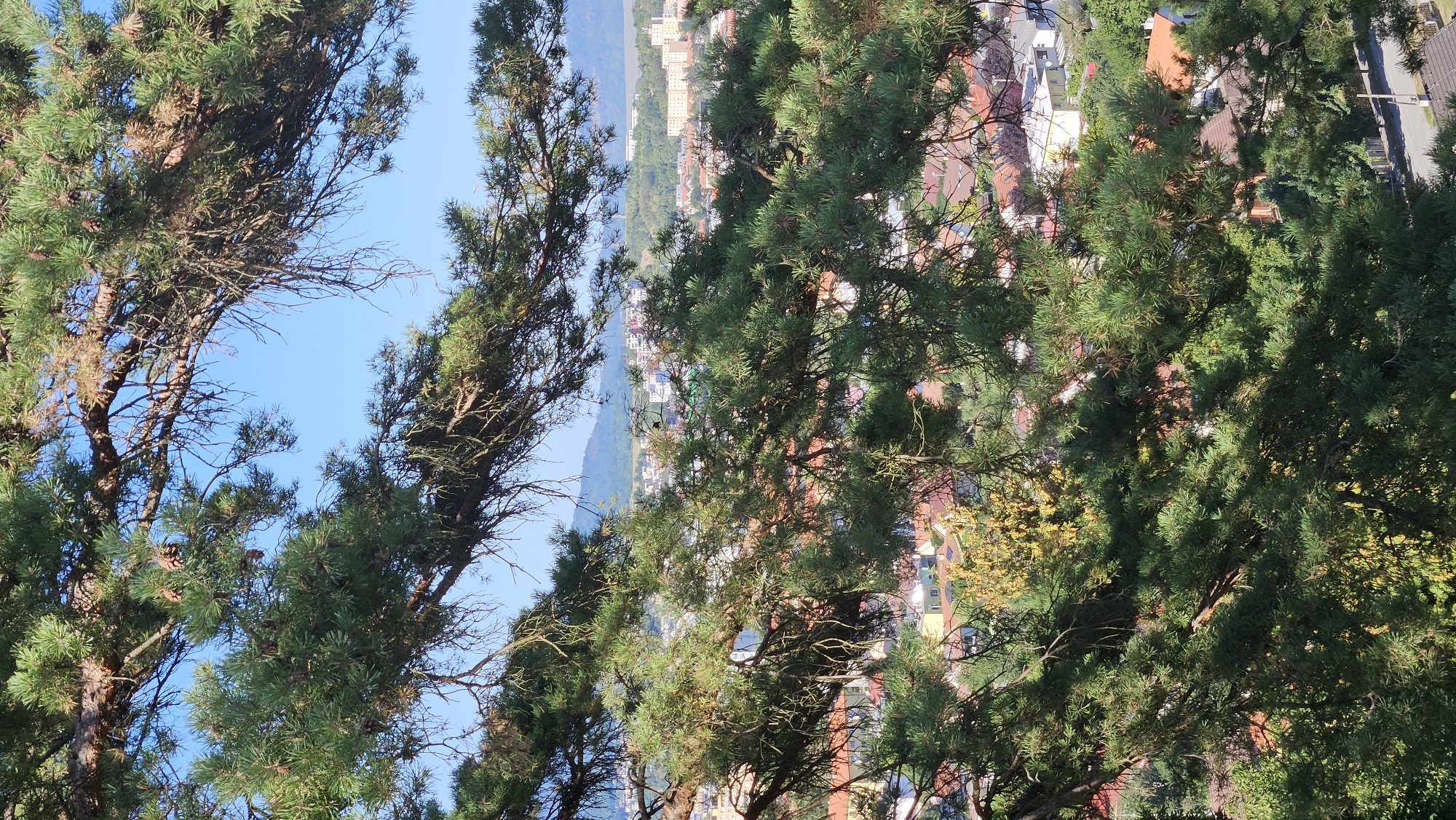 The image presents a view of the city of Prešov, Slovakia, as seen through the branches of a large pine tree. The foreground is dominated by the dark green needles and rough bark of the pine, with some dried-out branches and a few pinecones visible. The city unfolds in the midground, characterized by a dense collection of buildings with red-tiled roofs, interspersed with some larger, modern structures. Greenery, likely from trees and gardens, is abundant throughout the urban landscape. In the background, rolling hills or mountains are visible under a clear, bright blue sky. The perspective suggests the photo was taken from an elevated position, possibly on a hill overlooking the city. The overall impression is one of a sunny day, with the natural elements of the pine tree framing the view of the urban environment.