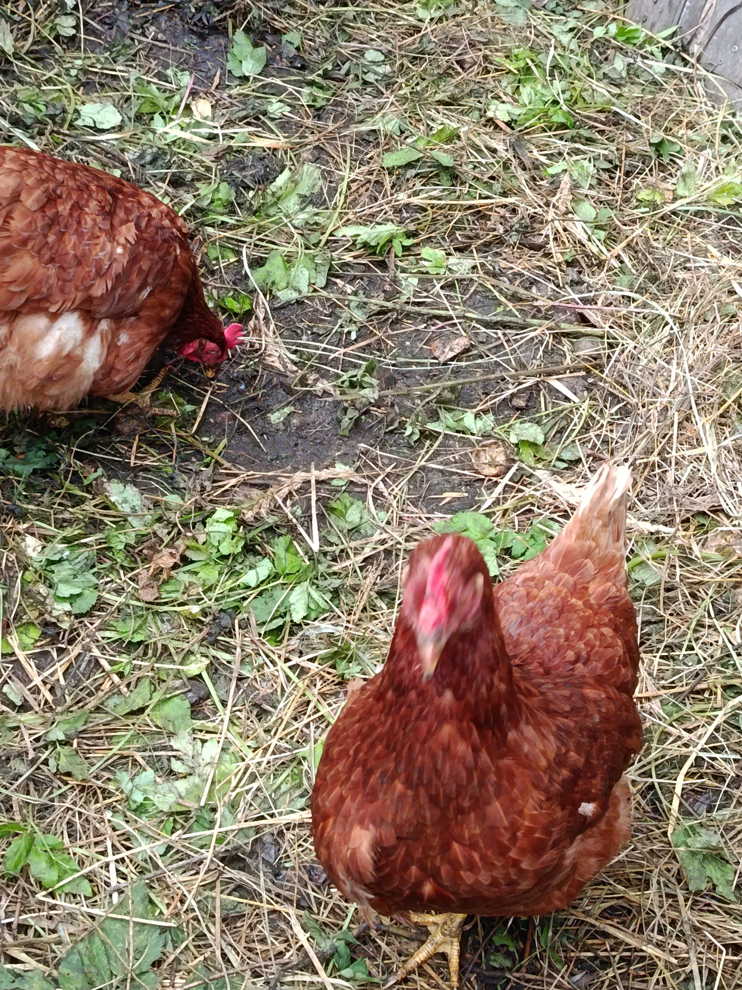 Two brown chickens are foraging in a yard filled with straw and green plants. One chicken is in the foreground, facing the camera with its head tilted down. The second chicken is in the background, its head is down and it appears to be pecking at the ground. The ground is covered with a layer of dry straw, scattered green leaves, and patches of dark, damp soil. The image appears to be taken outdoors in a rural or semi-rural setting. Based on the information provided, the scene is located in Verezya, Russia.