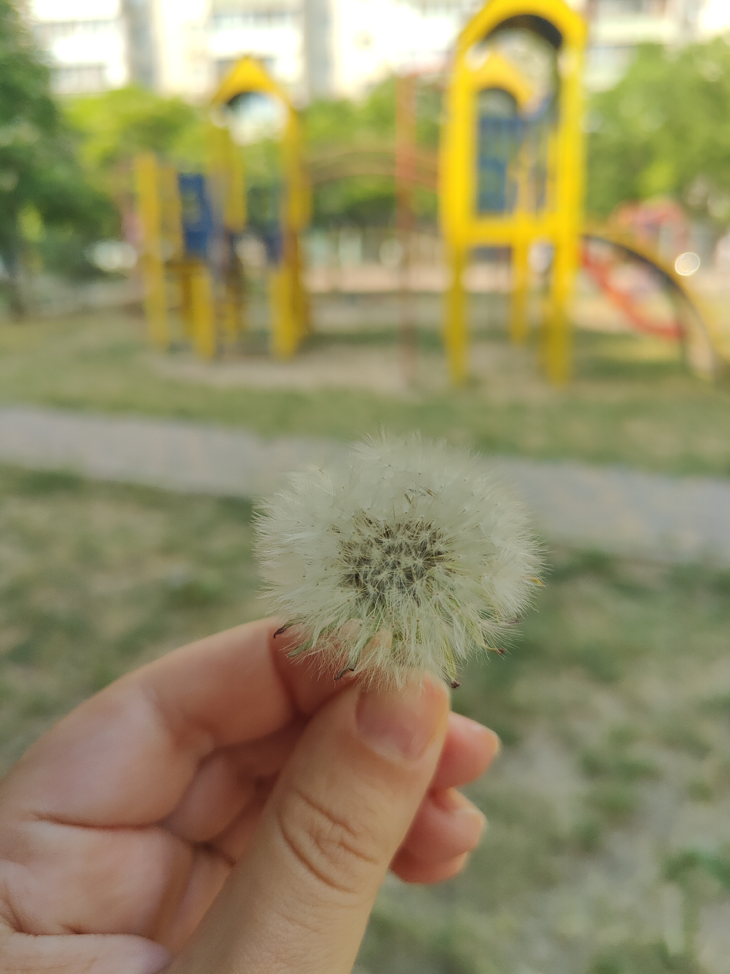 The image shows a close-up of a hand holding a dandelion seed head. The dandelion is fluffy and white, with delicate seeds attached. The hand is light-skinned and appears to be that of an adult. In the background, a blurry playground can be seen, with yellow structures and greenery. The overall impression is one of a casual outdoor setting, possibly a park or a backyard. The soft focus of the background suggests that the image was taken during daylight hours, likely on a clear day. The vibrant colors of the playground equipment hint at a lively atmosphere, though the focus on the dandelion creates a sense of quiet contemplation. No text is visible in the image.