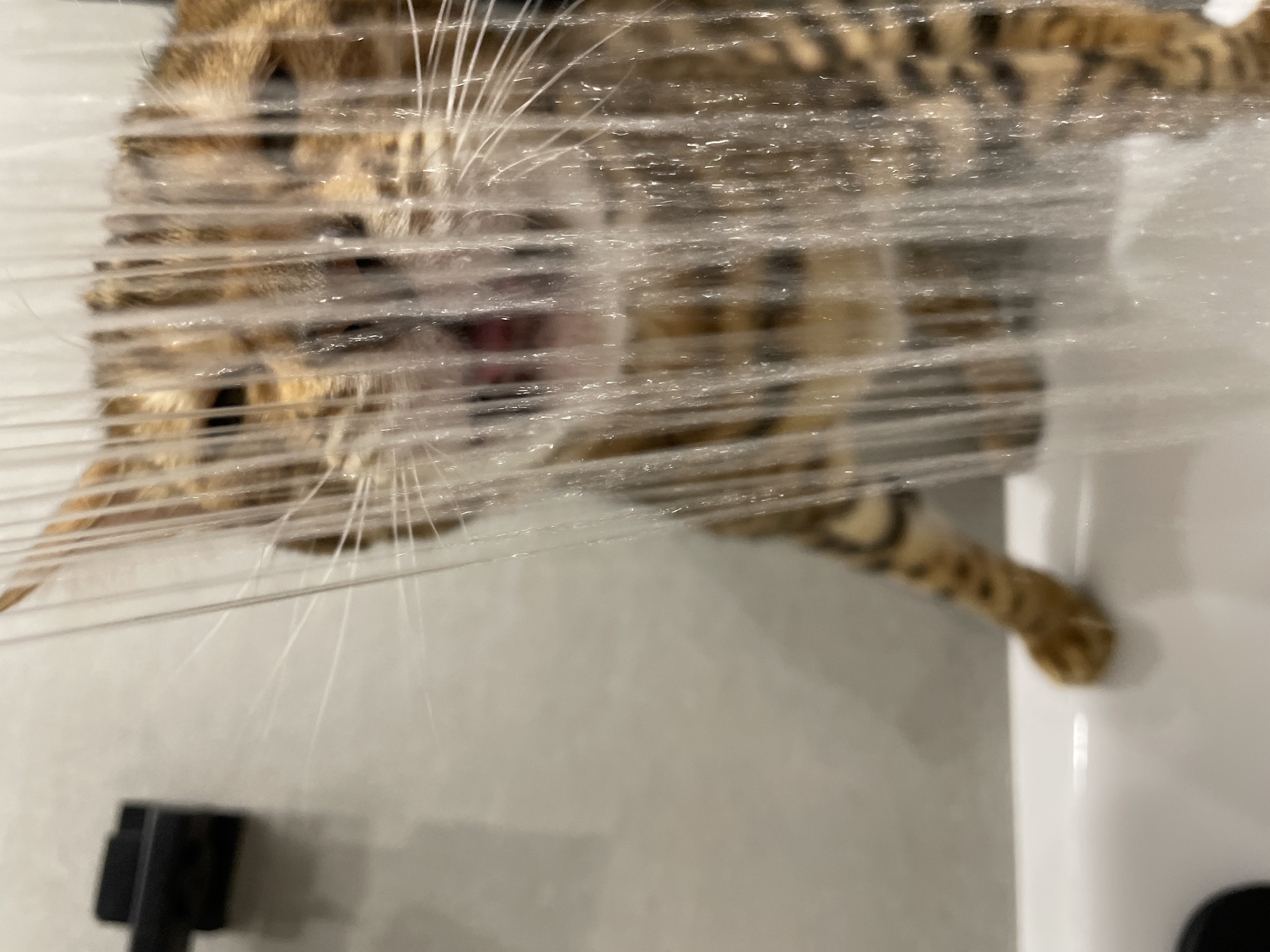 A blurry, close-up image shows a Bengal cat trapped in plastic wrap. The cat's face is partially visible through the plastic, with its mouth slightly open. The cat's fur has a distinctive spotted pattern. A paw is visible on the right side of the image, resting on what appears to be a white surface. A black object, possibly a plumbing fixture, is visible in the lower-left corner of the image. The background is a light grey/white color. There is no indication of the location being Izhevsk, Russia, or any specific location.