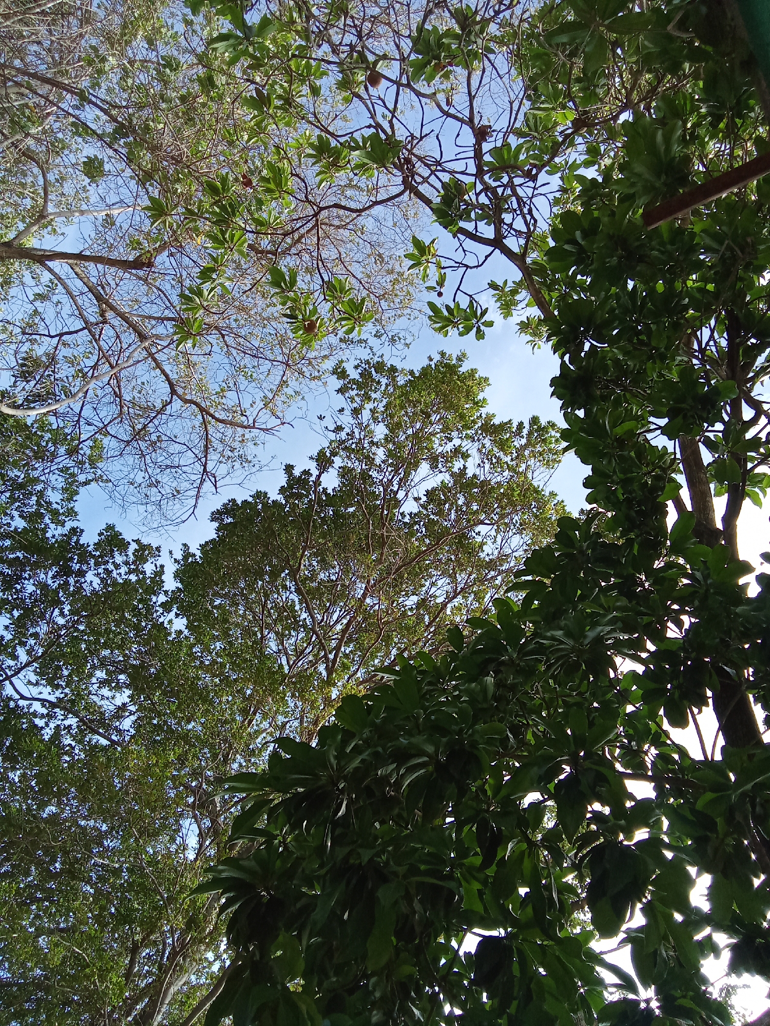 The image shows a view looking up at trees against a blue sky, taken from a location in Juan Griego, Venezuela. There are several trees with green leaves, some dense and some more sparse, with branches visible against the sky. Some trees have fruit. The sky is visible through gaps in the foliage.