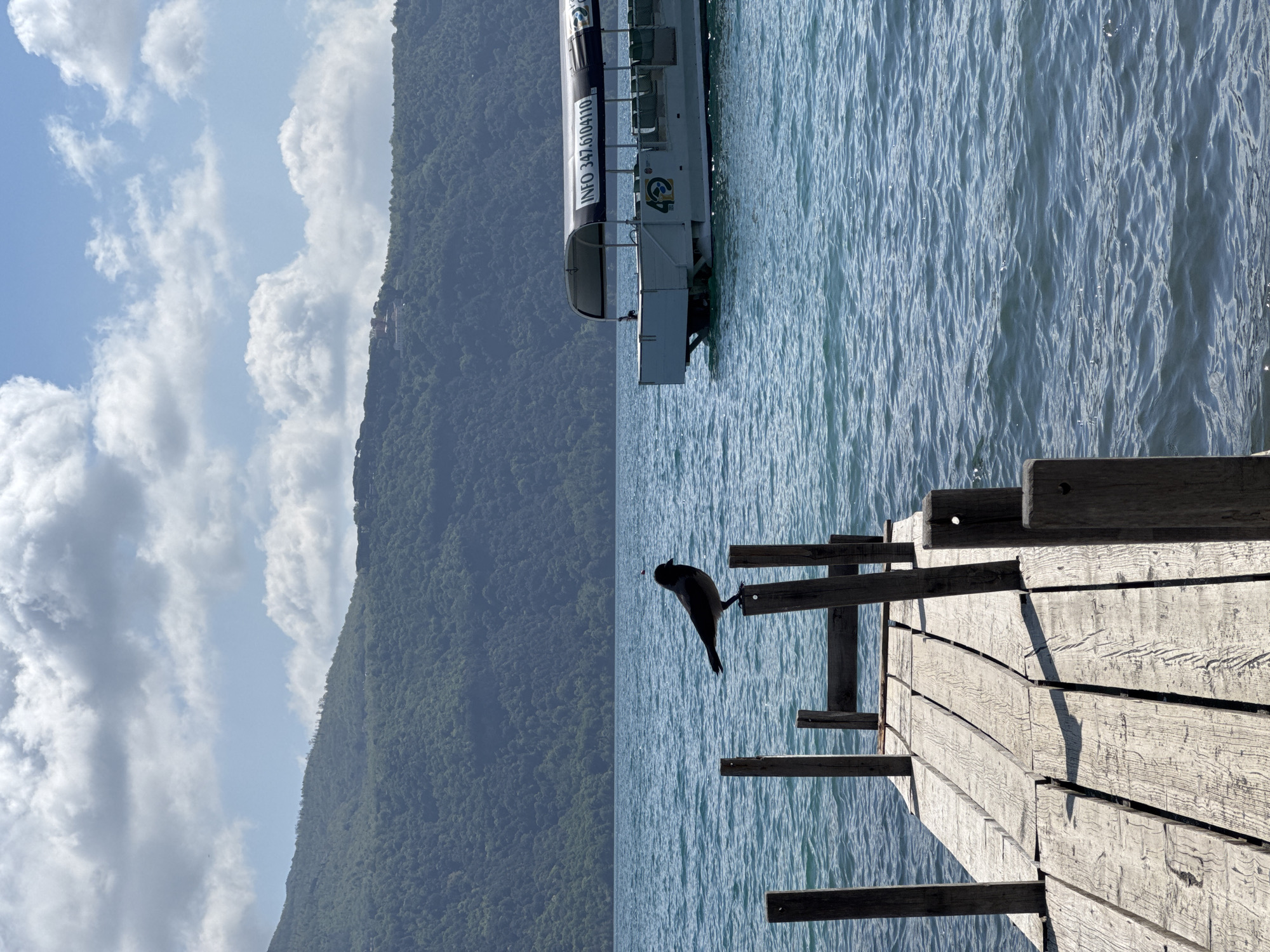This media file depicts a serene, sunlit landscape at Lake Albano in Castel Gandolfo, Italy. The scene features a weathered wooden pier, a passenger boat, a bird, and a large forested mountain, all under a bright, partly cloudy sky.
In the foreground, a robust wooden pier, constructed from planks and beams, extends into the lake from the right side. Perched on one of the pier's upright posts is a dark bird, possibly a cormorant, which appears to be holding a small reddish object in its beak while facing the water. The lake's surface exhibits gentle ripples, reflecting the clear daylight.
In the midground, a white and black passenger boat is visible on the water. Its side clearly displays the text "INFO 347.610.4110" and partially visible text, likely "DREAMBOAT", along with a logo featuring the number "49".
The background is dominated by a large, densely forested mountain that rises majestically from the far shore of Lake Albano. Above, the sky is a bright blue, dotted with scattered white cumulus clouds. The time of day appears to be mid-morning or afternoon, suggested by the strong, distinct shadows cast by the pier's structures. The overall impression is one of tranquil natural beauty on a clear day.