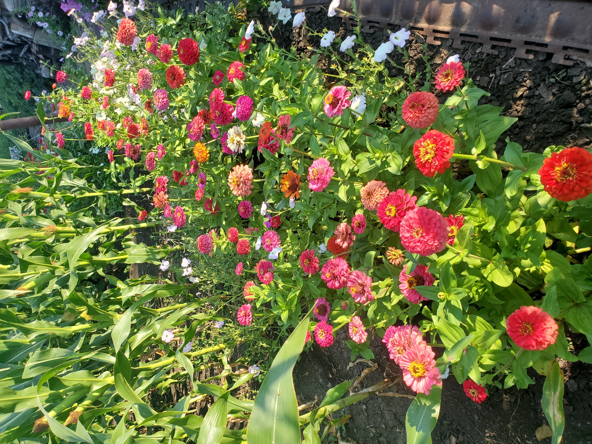 This image shows a flowerbed in a garden, likely in Konstantinovka, Moldova, with a cornfield in the background. The flowerbed is filled with a variety of colorful Zinnias in shades of pink, red, orange, and white. Several corn stalks are visible on the left side of the frame, with their large green leaves dominating the upper portion of the image. The ground is dark soil, with some dry leaves and patches of cracked earth visible. In the background, there are more flowers, including what appear to be petunias, and some wooden structures. The scene is bathed in sunlight, casting shadows and highlighting the vibrant colors of the flowers. There are no people or animals visible in the image. The overall impression is of a lush, well-tended garden during daytime.