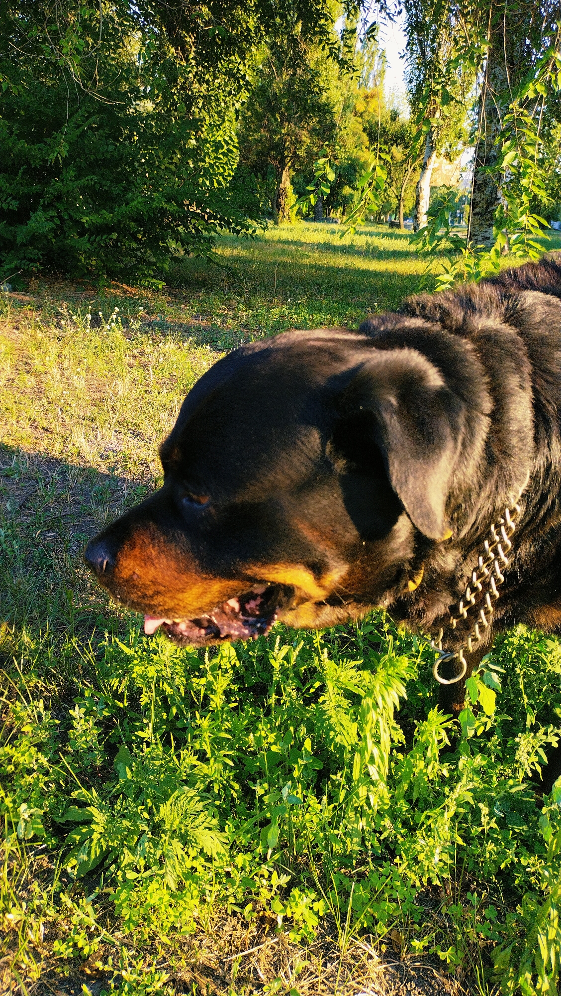 In the city of Horishni Plavni, Ukraine, an adult Rottweiler dog is captured in a medium shot from the side, its head and upper body filling the frame against a backdrop of a sun-drenched grassy area with trees. The dog is facing left, with its mouth slightly open, revealing its tongue and teeth. It wears a thick, metallic chain collar. The environment appears to be a park or a natural outdoor space, with lush green grass and foliage, dappled sunlight casting shadows, and the branches of trees overhead. The overall lighting suggests it is late afternoon or early evening, with a warm, golden glow illuminating the scene.