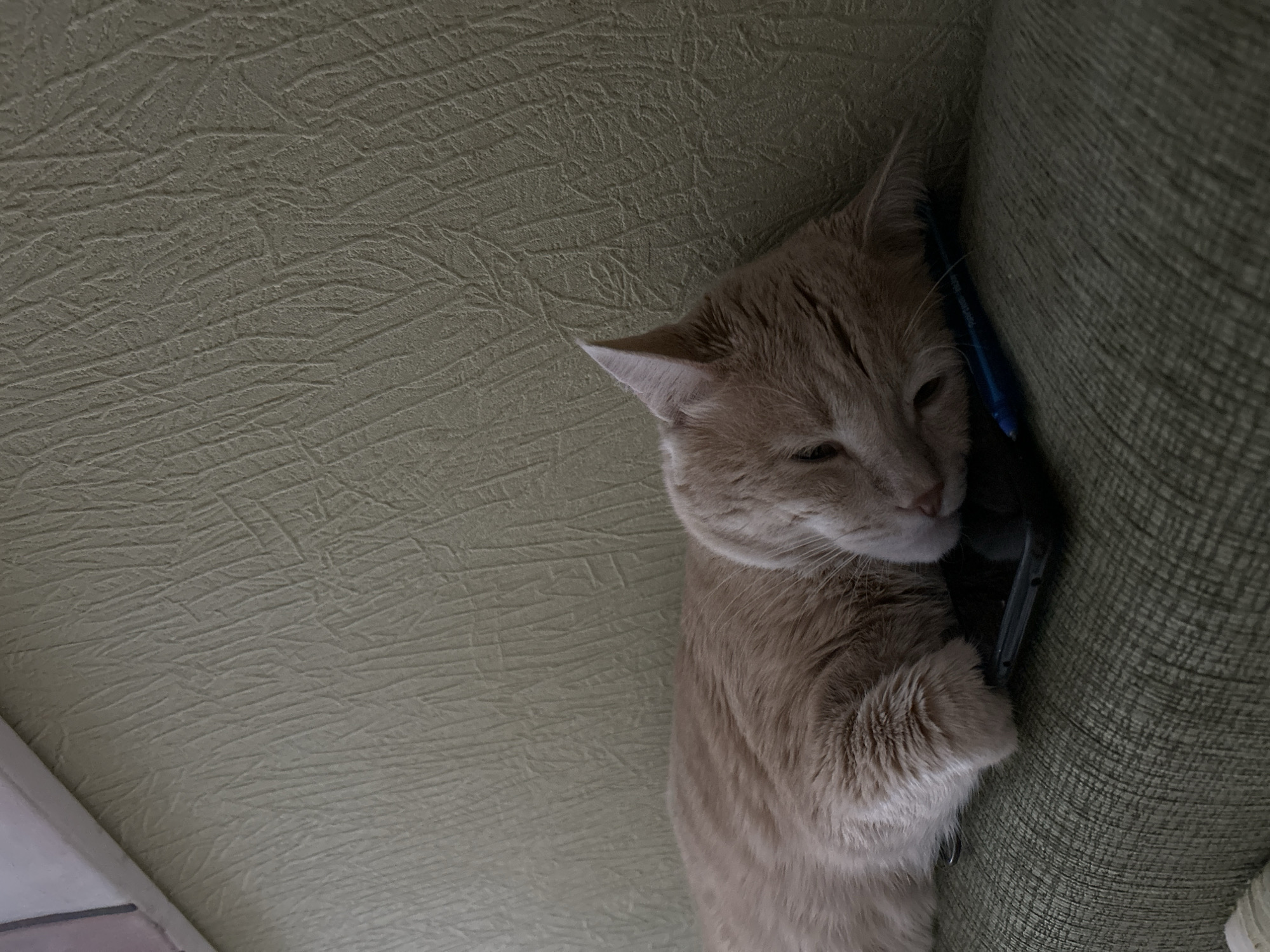 A light orange tabby cat is sleeping on a couch with its head resting on a smartphone and a blue pen. The cat is lying on its side, with its paws tucked underneath its body. The smartphone is black and the pen is blue. The couch is green and has a textured fabric. The background is a wall with a similar textured fabric. There are no visible people or any indication of location in Moscow, Russia.
