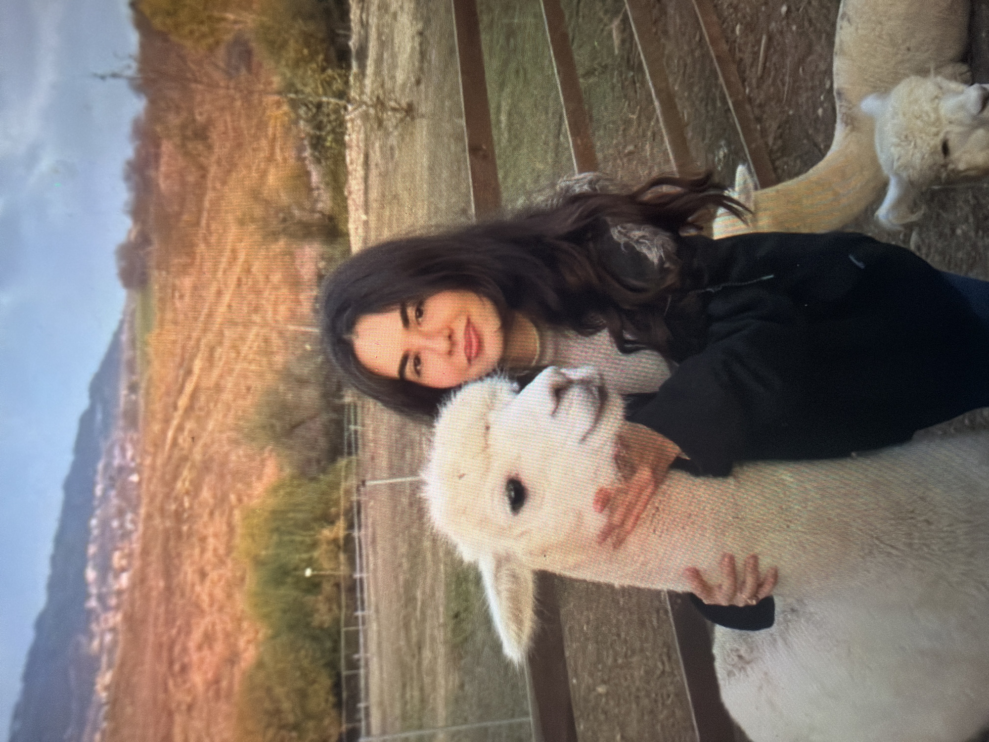 The image displays a young female interacting with alpacas within a fenced outdoor enclosure, located in the vicinity of Shumen, Bulgaria.
The female, positioned slightly right of the frame's center, has long, dark hair and is dressed in a dark jacket over a lighter garment. Her left arm is around the neck of a prominent white alpaca, which stands facing to the right with its head turned towards the viewer. A red mark, consistent with a lip print, is visible on the alpaca's muzzle. Her right hand is visible resting on the alpaca's back.
To the right and slightly behind the main subjects, a light brown/beige alpaca is partially visible lying on the ground. Further to the lower right, the head and neck of another smaller, white alpaca are visible, also lying down.
The immediate foreground consists of uneven ground, appearing as dirt and sparse vegetation. A two-rail wooden fence runs horizontally across the mid-ground, separating the enclosure from the background. Beyond the fence, the landscape features dry, brownish fields with scattered green bushes and trees. In the far background, rolling hills or mountains are present under a sky with visible clouds. A cluster of buildings, indicative of a distant town or village, is discernible on the slopes of the hills. The scene is illuminated by natural daylight.
