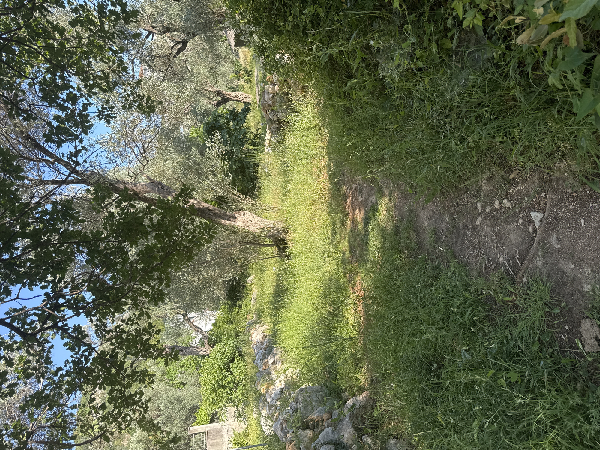 The image depicts an outdoor scene in the city of Rafailovići, Montenegro. A narrow, unpaved path winds through a grassy area dotted with rocks and trees. Sunlight filters through the leaves of the trees, creating dappled shadows on the ground. In the background, more trees and foliage are visible, along with hints of structures that suggest a residential or rural setting. The overall impression is one of a natural, somewhat overgrown landscape.