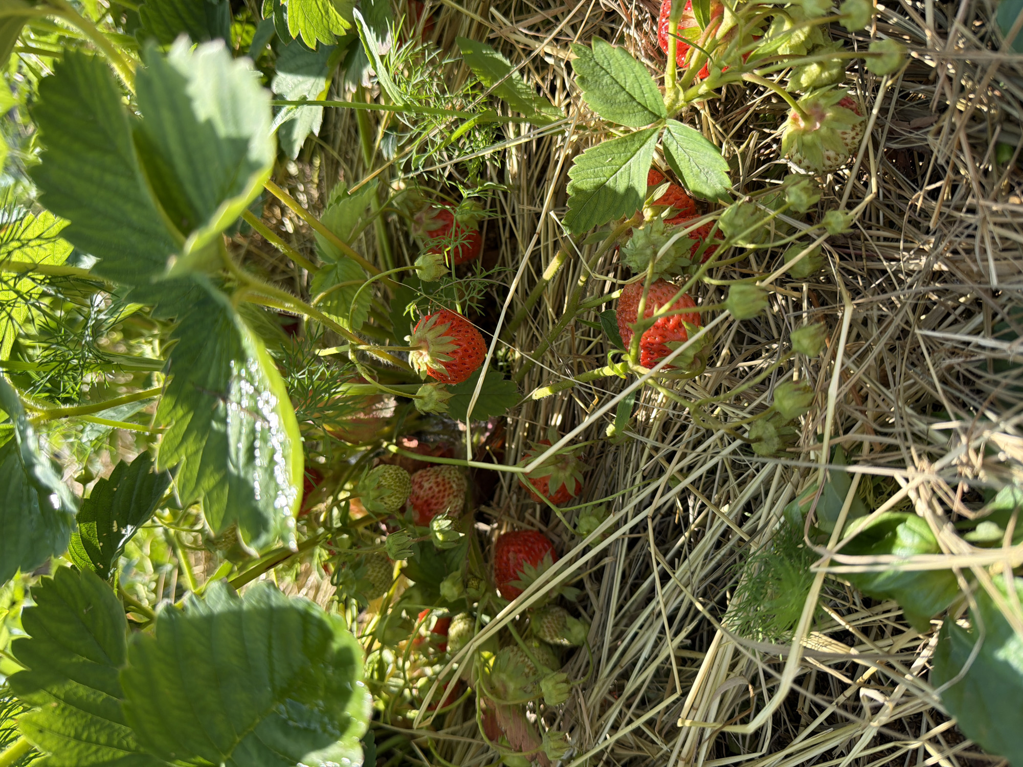 In Khekhtsir, Russia, this image presents a close-up view of a strawberry plant heavily mulched with straw. Numerous ripe strawberries, in various shades of red and some still green or developing, are visible. The berries are attached to thin stems and are nestled amongst the dry straw and the plant's green leaves. Sunlight filters through the foliage, creating dappled light and shadow effects on the scene. The overall impression is one of a natural, cultivated garden setting.