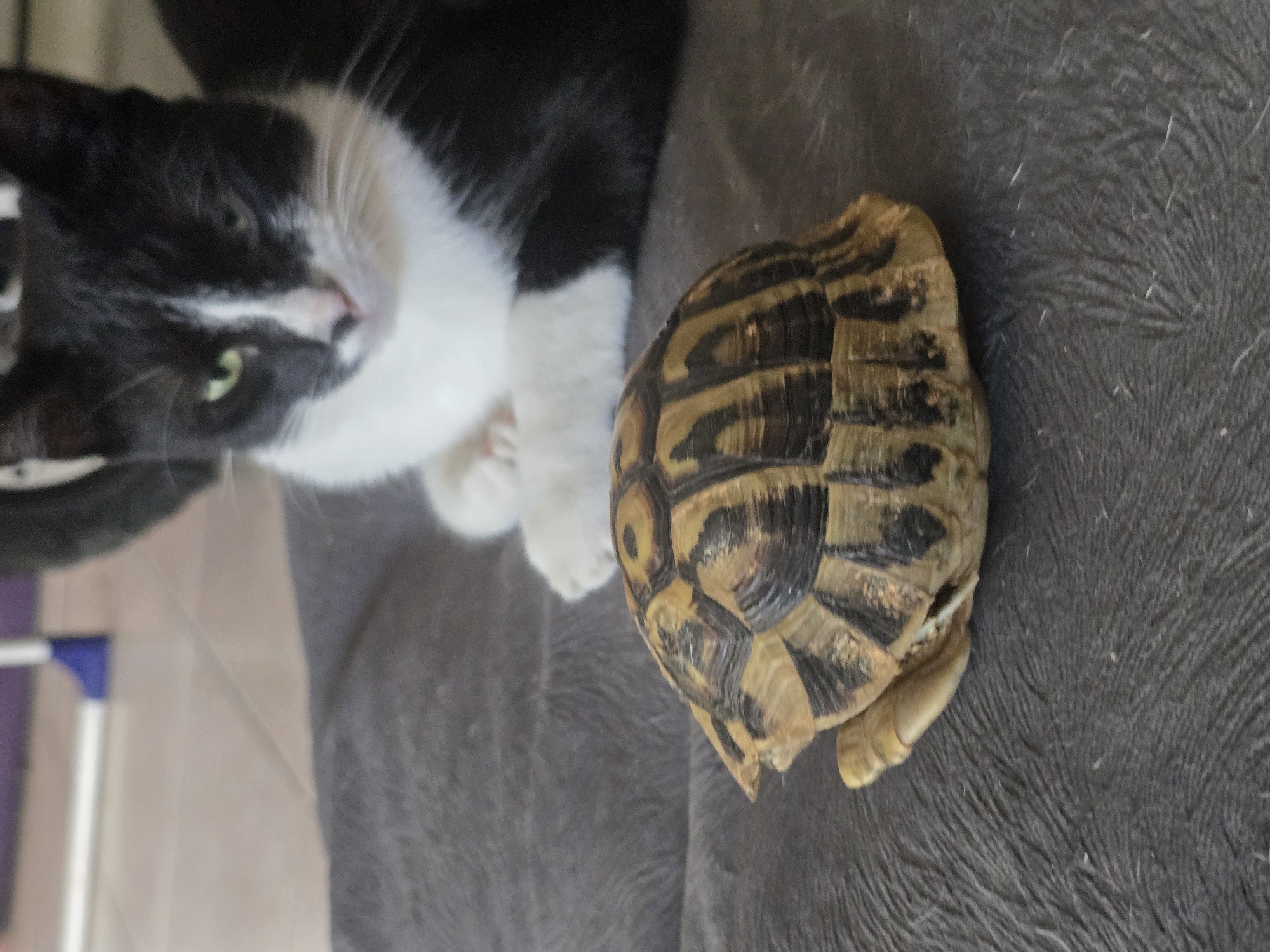 In an indoor setting, a black and white cat with green eyes is positioned behind a small tortoise. The cat appears to be lying down, with its paws visible in the foreground. The tortoise is facing left, with its head and legs retracted into its shell. The background consists of a tiled floor and a blurred piece of furniture. The overall scene depicts a moment of curious observation between the cat and the tortoise. The location is unknown, and no specific city or address is provided.