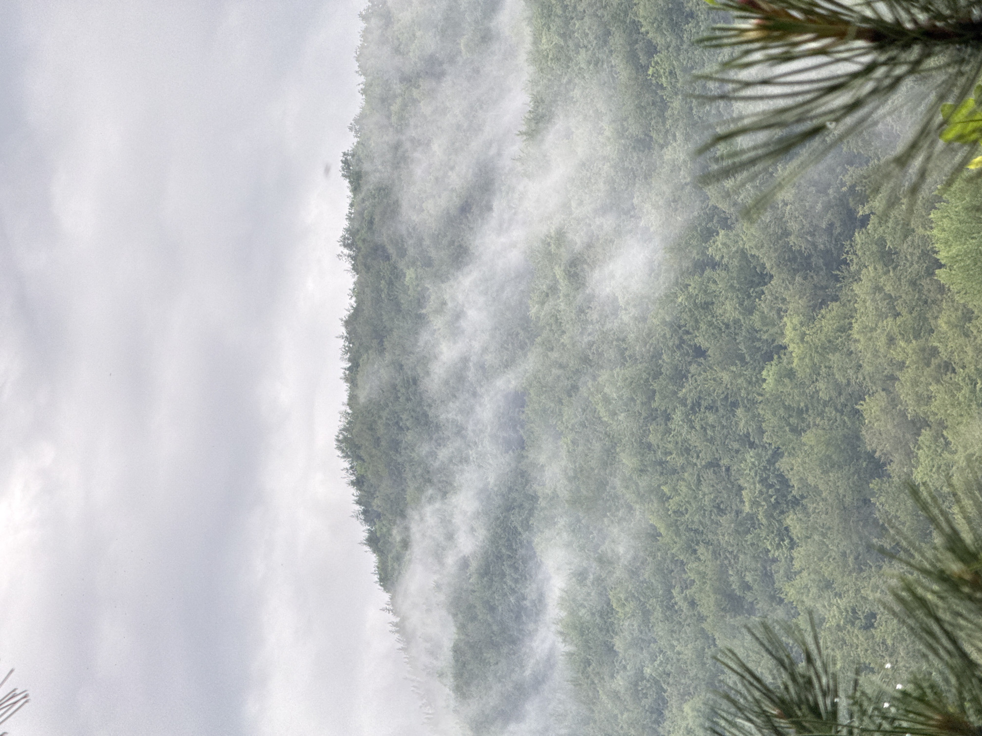 This image depicts a dense, forested mountain landscape in Chubrika, Bulgaria, under an overcast sky. The scene is dominated by multiple layers of hills covered in lush green deciduous and coniferous trees. A substantial volume of white to light grey mist or fog rolls through the mid-ground, partially obscuring the upper slopes and creating horizontal streaks across the dense foliage. The sky is a uniform light grey, indicating heavy cloud cover with no direct sunlight. In the immediate foreground, out-of-focus dark green pine needles are visible along the bottom left and right edges, suggesting the photograph was taken through or past nearby pine trees. No people, animals, or man-made structures are present within the visible landscape. The lighting is soft and diffused, consistent with an overcast and misty environment.