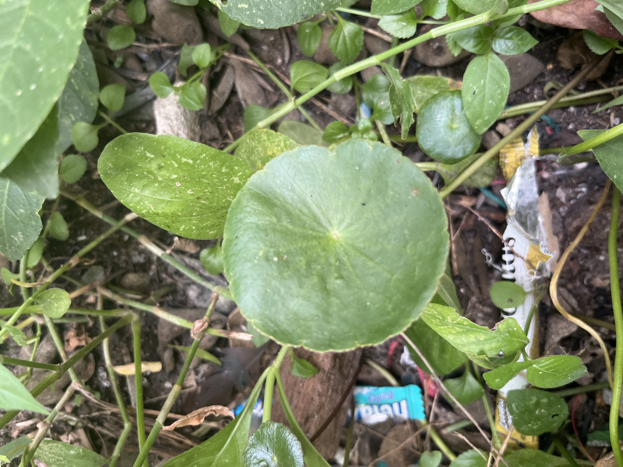 This is a close-up, high-angle shot of ground-level vegetation and debris. The central subject is a round, green leaf, approximately the size of a palm, with a slightly wavy edge and distinct veins radiating from the center. It appears to be a species of water pennywort or a similar plant with peltate leaves. Surrounding this central leaf are numerous smaller, round to ovate green leaves, some clustered and others dispersed on thin green stems.
The environment is littered with various forms of detritus. Prominently visible are fragments of colorful plastic packaging, including a bright blue wrapper with white lettering that appears to say "Hera Baby" and a yellow and white striped wrapper. There are also pieces of brown, dried organic matter, small stones, and twigs. The ground itself is dark and appears to be soil mixed with decaying leaves and other organic material. The lighting suggests an outdoor setting, possibly in a shaded or overcast condition, with diffuse light highlighting the textures of the leaves and debris. There are no people, animals, or visible evidence of specific actions occurring within the frame. The scene depicts a natural environment encroached upon by human-generated waste.
