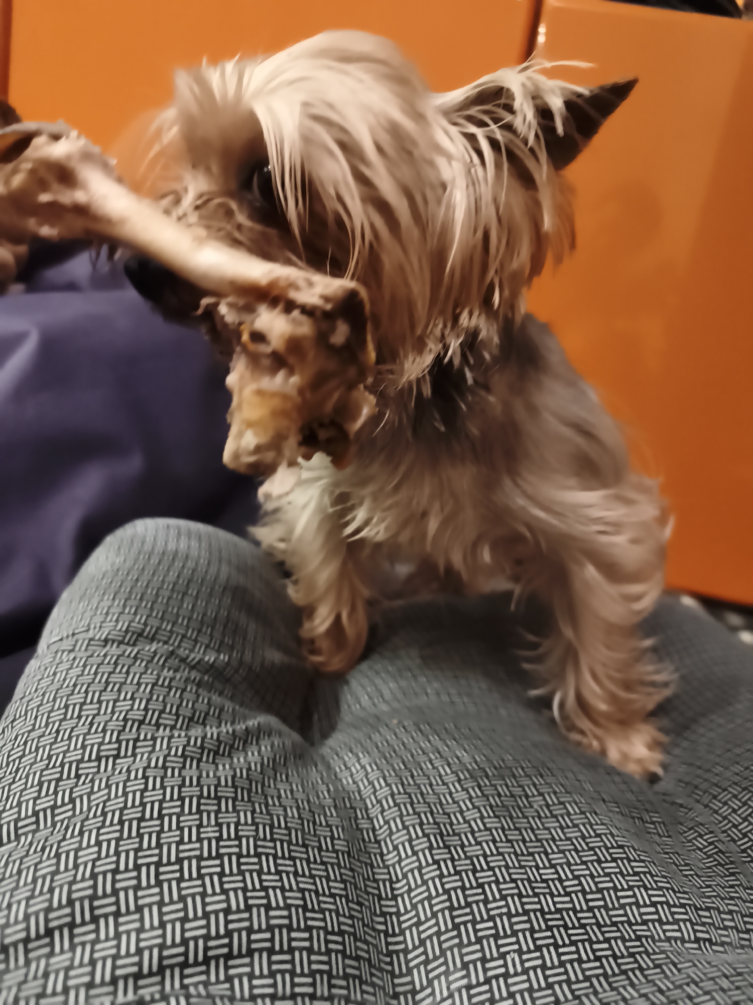 A blurry image shows a small dog, possibly a Yorkshire Terrier mix, standing on a person's lap. The dog is holding a bone-like object in its paws. The person is wearing gray pants with a basketweave pattern. Behind them, there is an orange-colored wall or object. There is also a purple object in the background. The location is not discernible from the provided visual information.