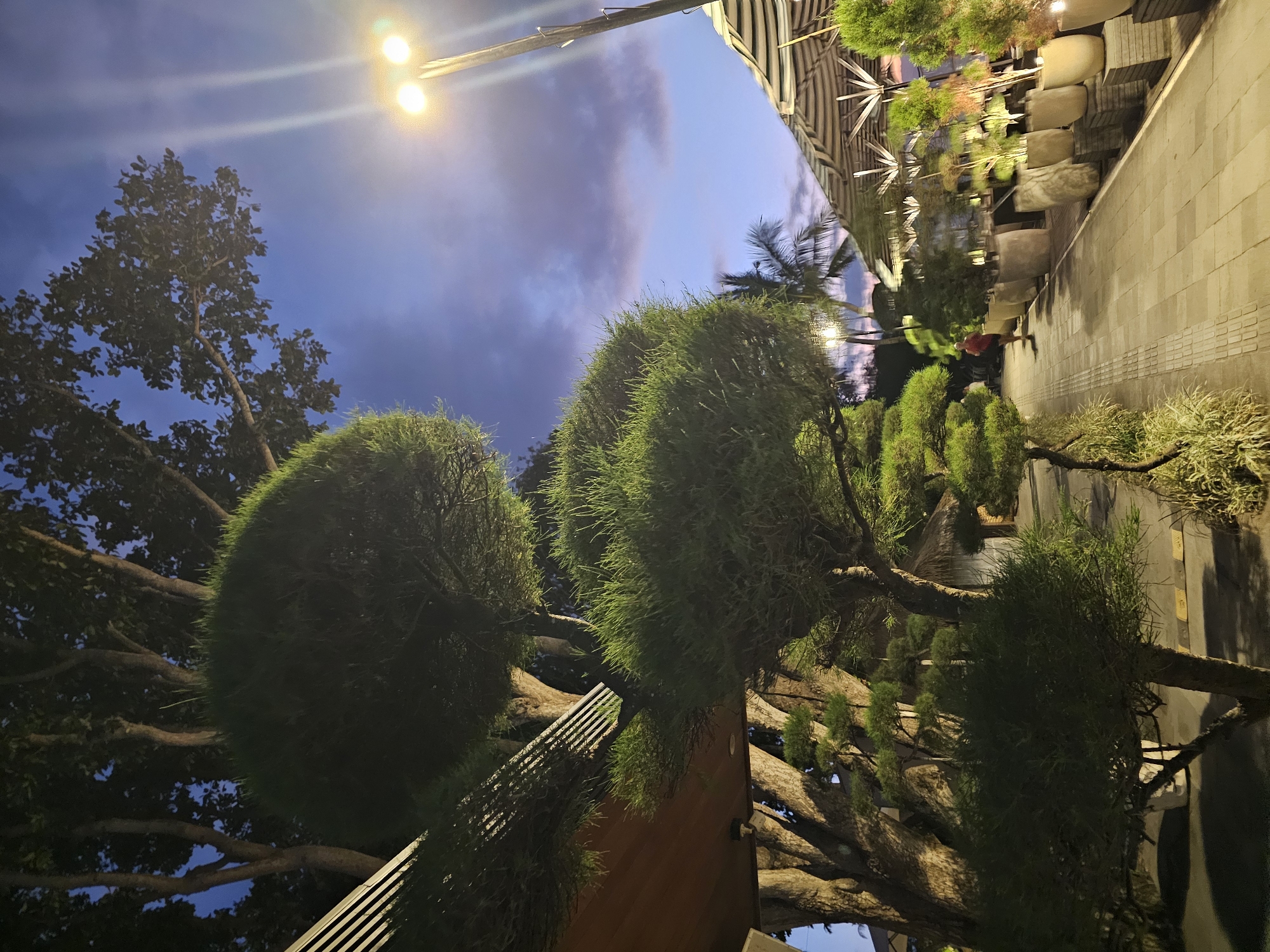 This image depicts a twilight scene in Denpasar, Indonesia, likely within a restaurant or resort area. The foreground features meticulously sculpted topiary trees, with their green foliage stark against the darkening sky. A paved walkway, illuminated by overhead lights, stretches into the background, lined with large potted plants and decorative umbrellas providing shade. In the distance, a solitary figure in a red shirt can be seen walking along the path. The sky displays a gradient of deep blue and purple hues, indicative of the transition from day to night, with some wispy clouds adding texture. The overall ambiance suggests a tranquil, evening setting, typical of a tropical locale.