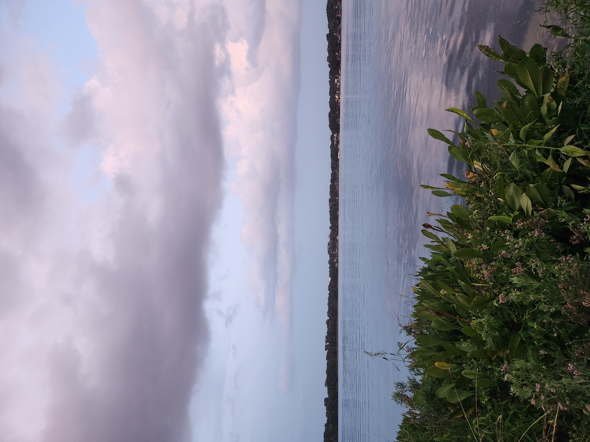 A tranquil scene unfolds across a body of water, likely a lake, in Winter Park, Florida. The water's surface is calm, reflecting the muted hues of the sky. A line of trees forms a dark silhouette along the distant shore, interspersed with a few visible structures, suggesting a developed area. The sky above is a canvas of soft clouds, tinged with purples and pinks, indicating either dawn or dusk. In the foreground, dense green foliage, including broad-leafed plants and smaller flowering shrubs, spills into the frame, bordering the water's edge. The overall impression is one of peaceful natural beauty, potentially captured during the golden hours of the day.