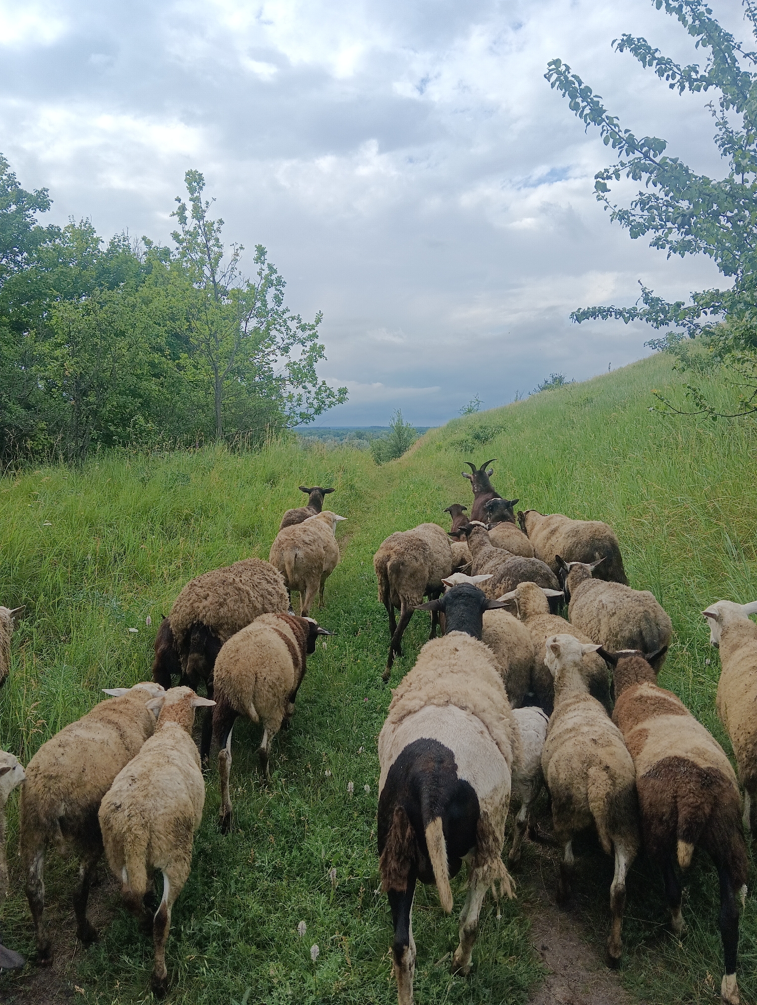 A flock of sheep and one goat are walking on a grassy hill under a cloudy sky. The sheep are of various colors, including white, brown, and black. The goat is dark brown and has horns. The hill is covered in tall grass, and there are trees in the background. The sky is overcast with gray clouds. The image appears to have been taken during the daytime.