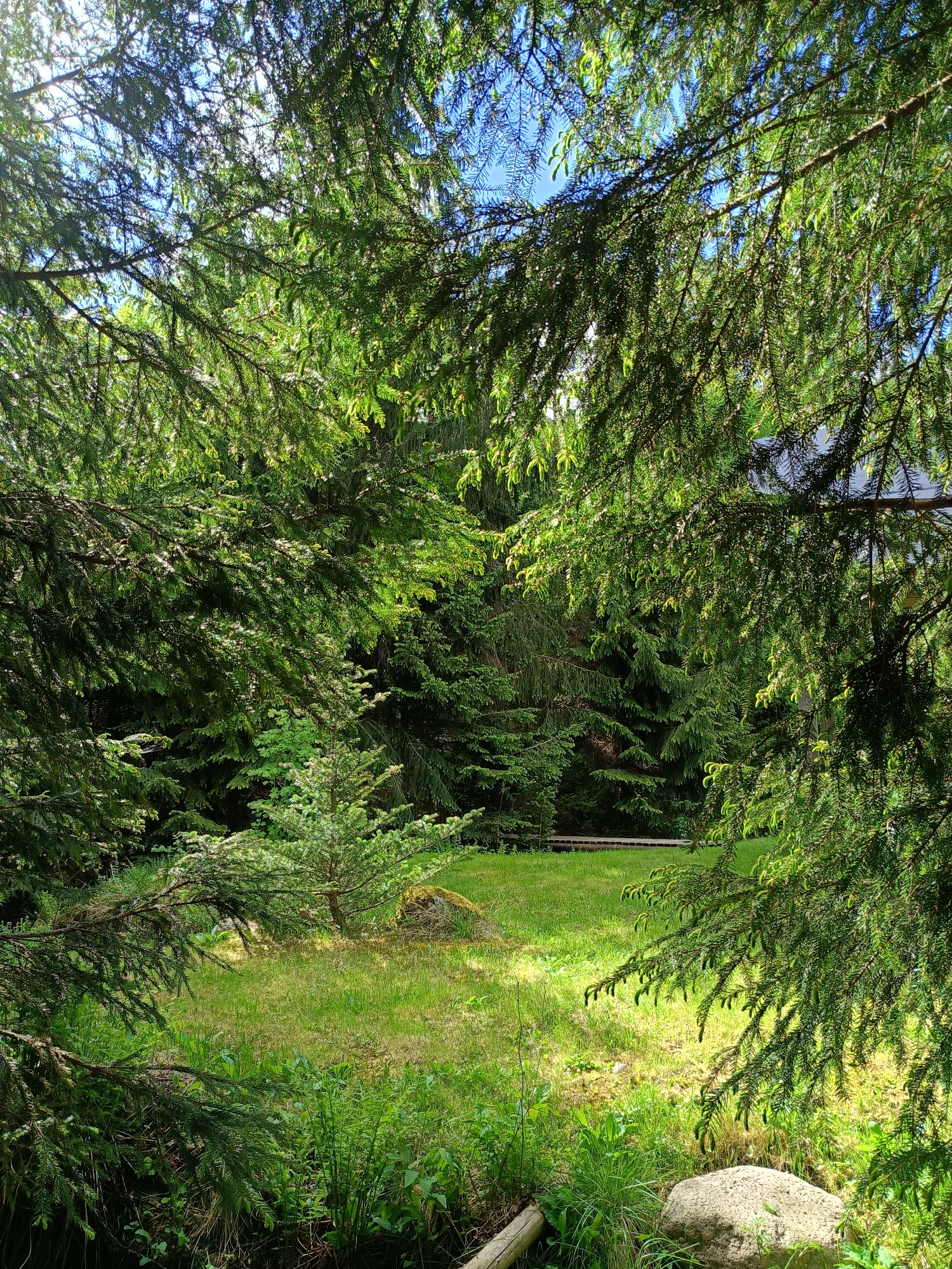 The image shows a green, grassy clearing framed by the branches of conifer trees. The sky is visible through the branches, suggesting an opening in the forest canopy. In the background, more trees are visible, creating a sense of depth. A small log and a rock are in the foreground, close to the bottom of the frame. A raised wood deck is visible in the background. There is no indication of Vishnovka, Russia, in the image. No people, subjects, objects, actions, or interactions are evident within the immediate context of this photograph.