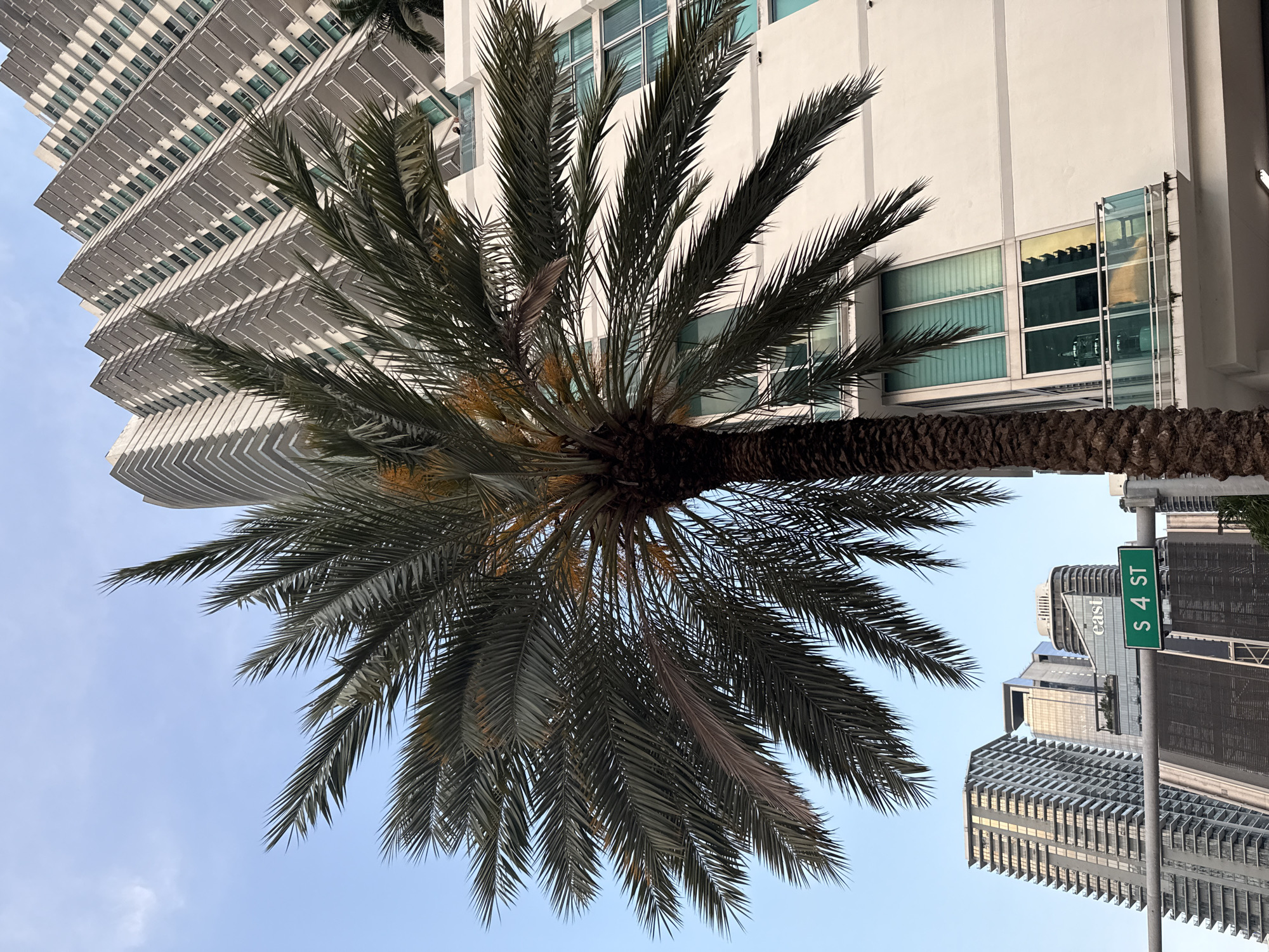 The image depicts a palm tree in the city of Miami, United States. The palm tree is centered in the frame, with its fronds extending outward. The trunk of the palm tree is visible, and the foliage is a mix of green and brown. In the background, there are several buildings. A street sign with the words "S 4 ST" is also visible. The sky is blue and mostly clear.