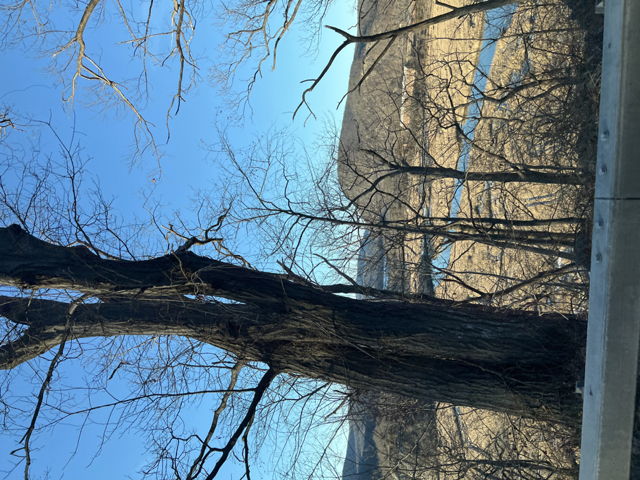 A winter or late autumn landscape is depicted in the Town of Cortlandt, United States of America. The lower foreground features the upper section of a silver metal guardrail. A prominent, large deciduous tree, bare of leaves and possessing dark, deeply furrowed bark, dominates the left-center of the frame, its branches extending into a clear, bright blue sky. Numerous smaller, leafless deciduous trees are distributed across the mid-ground. Beyond these trees, a winding blue river or stream is visible, cutting through an extensive marshland composed of light brown, dry grasses or reeds. Distant hills, sparsely covered with bare trees, form the background. No individuals or specific actions are observed within the scene.