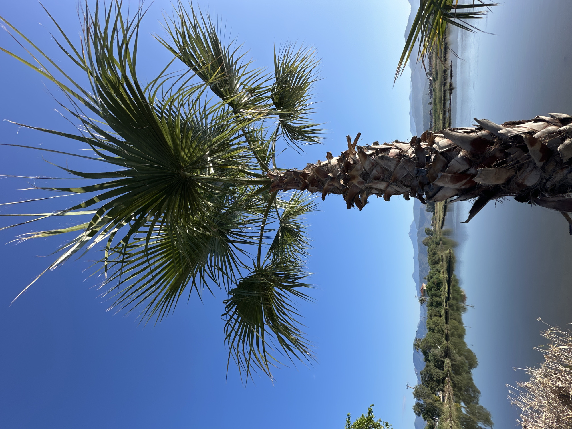 A medium-angle shot shows a palm tree with a thick, brown trunk and vibrant green fronds against a clear blue sky. The trunk is textured with remnants of old fronds. Beyond the tree, there's a view of a body of water reflecting the opposite shoreline, complete with trees and hills in the distance. The image orientation gives the impression the tree is horizontal or that the camera was tilted. This scene is likely in the city of Fethiye, Turkey due to the landscape which has a typical mediterranean landscape with coastal terrain, trees, a waterbody and palm tree. The scene is still and quiet, with no visible people or animals, emphasizing the natural landscape.