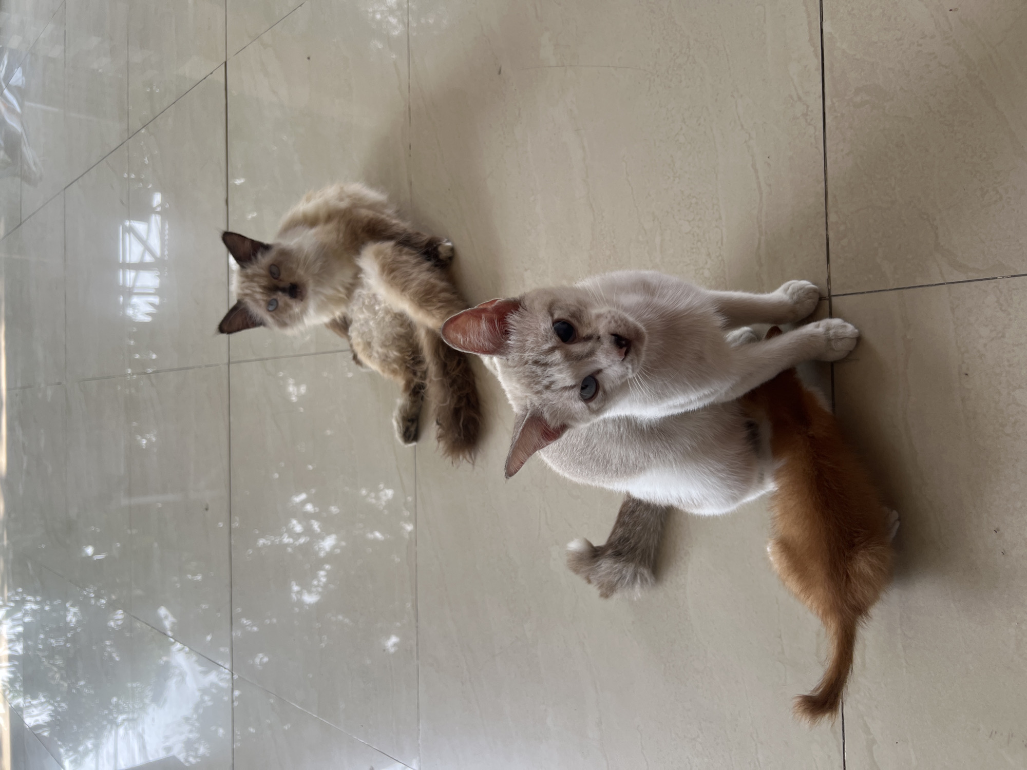 Two cats are on a light-colored tiled floor. One cat, a Siamese or similar breed with cream-colored fur and blue eyes, is in the foreground, looking towards the camera. A small, orange kitten is nestled against this cat, appearing to be nursing. In the background, another cat, also with cream-colored fur and blue eyes, is lying down, facing away from the camera. The floor is highly reflective, showing an overhead light source and possibly reflections of trees or other objects from outside. The scene appears to be indoors or on a covered patio, with the tiling suggesting a domestic or semi-domestic environment within Klapanunggal, Indonesia.